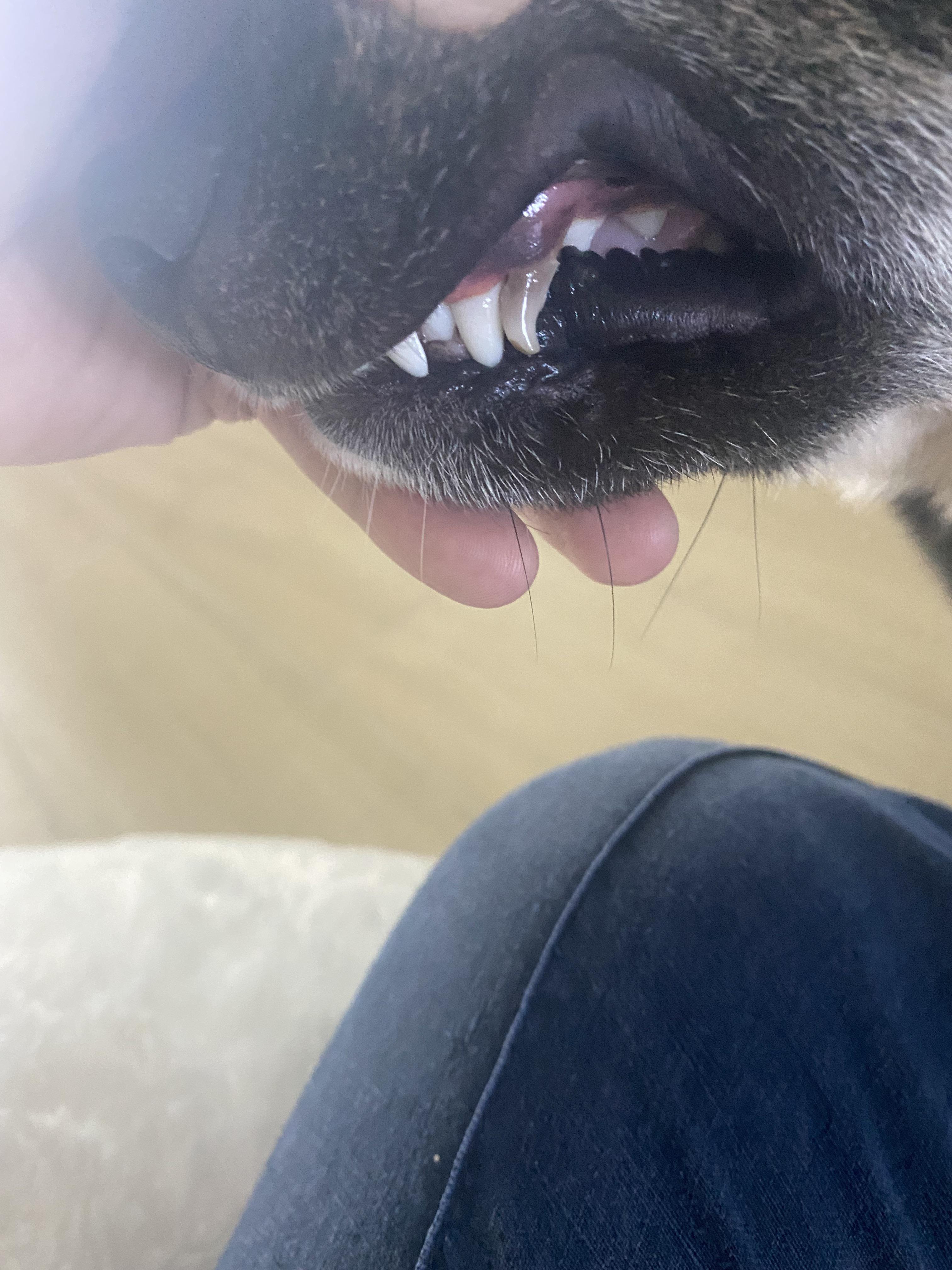 My puppy hasn’t lost his tooth yet, the adult one has been in for about