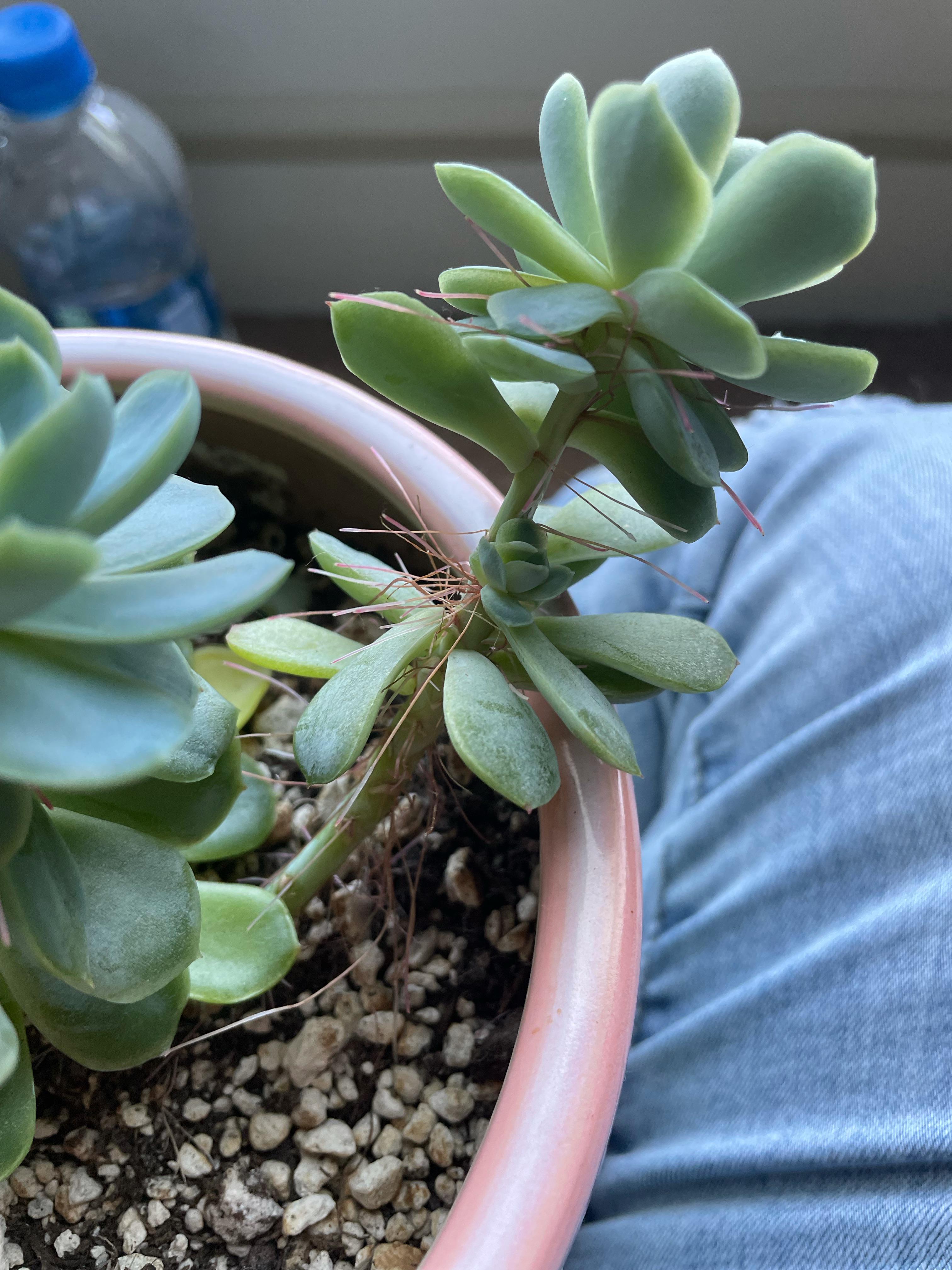 Why is my plant growing hairs? Do I take off buds? Help pls 🙏 thank you