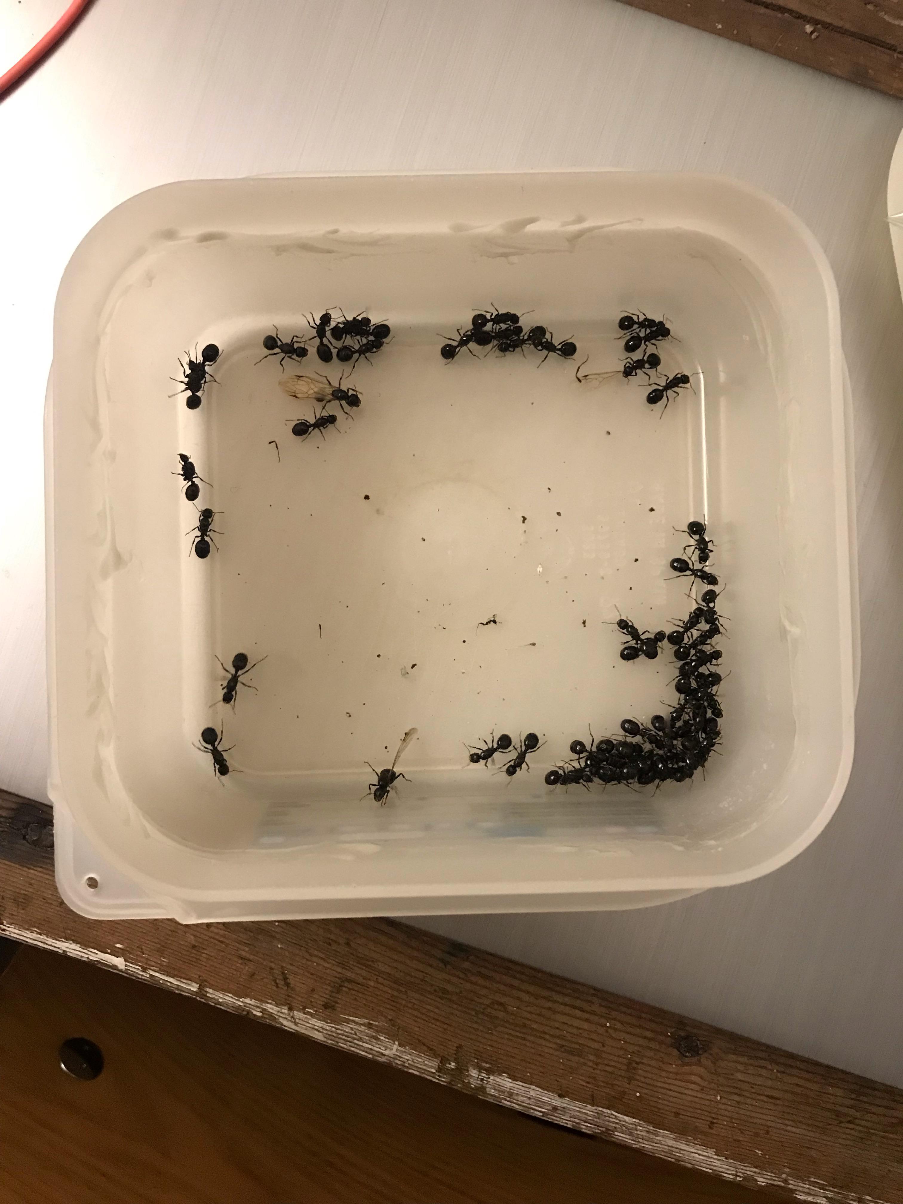 Huge amount of queen ants, I catch them in only 10 minutes. What should