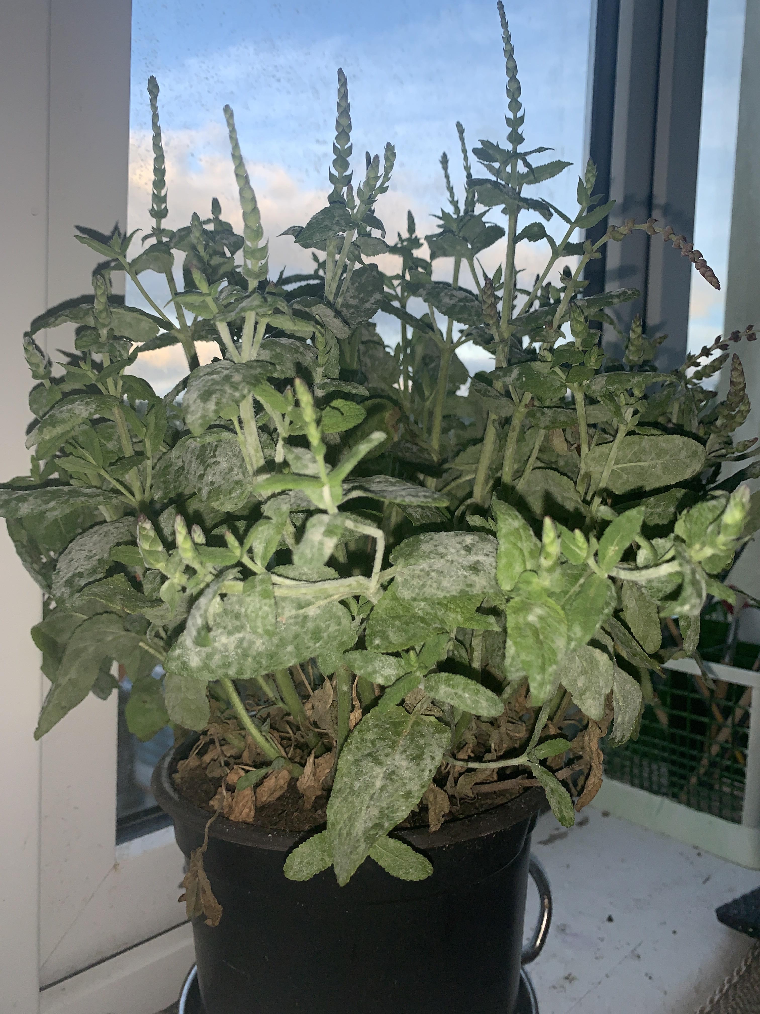 Why does my salvia plant look mouldy? r/plantclinic