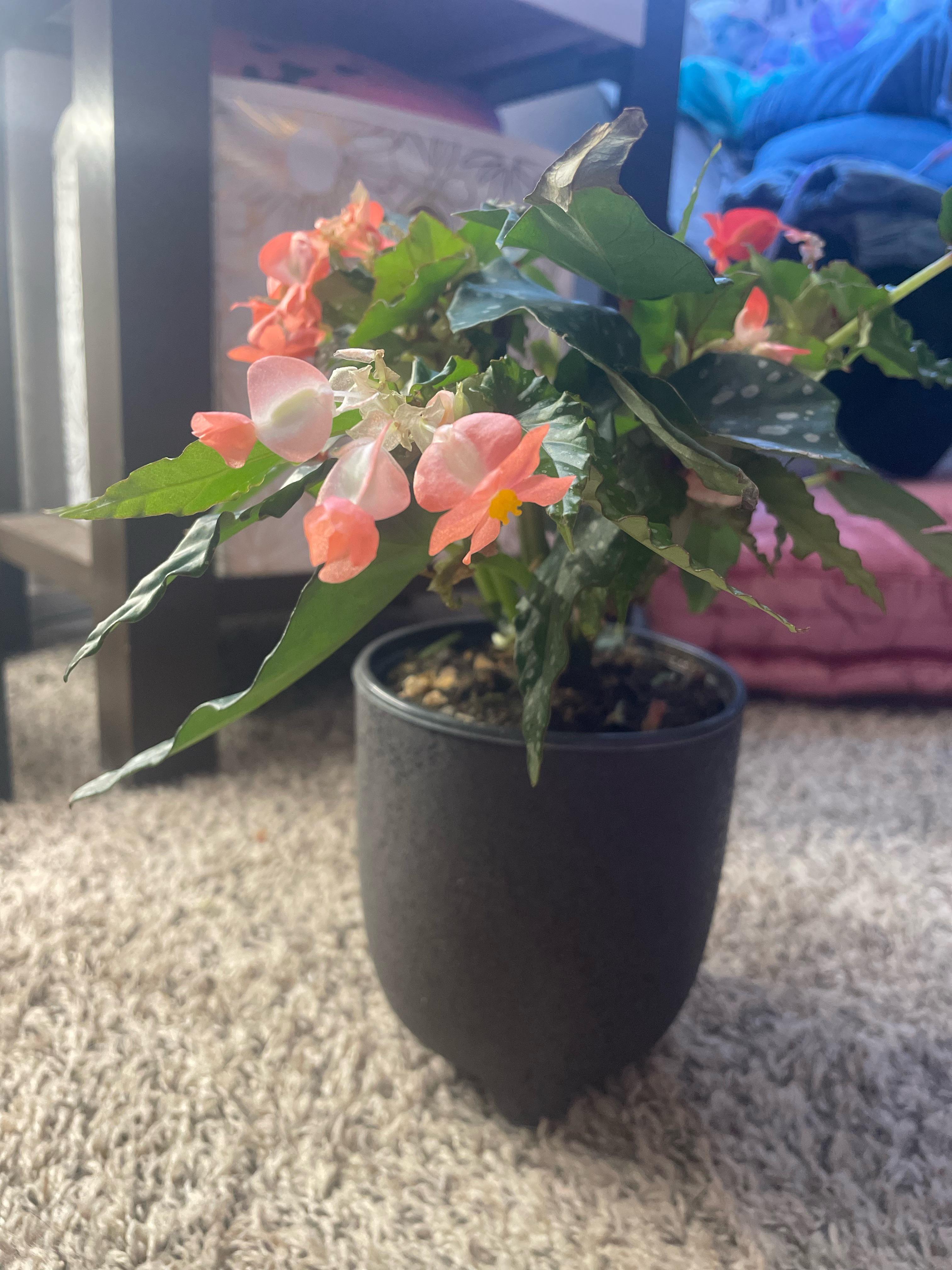 Begonia only producing female flowers? r/begonias