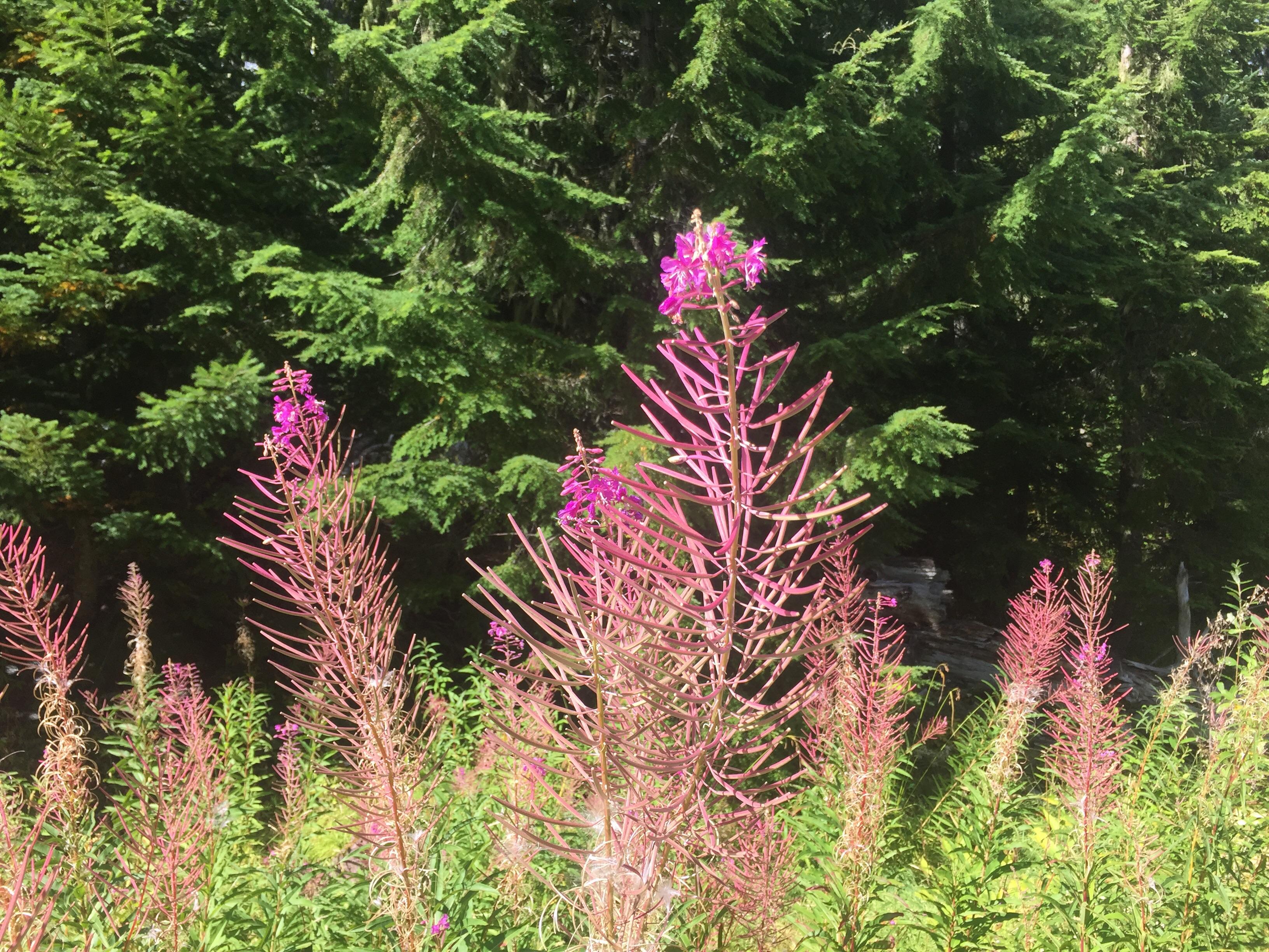 Oregon Cascades. What is this pink flower? r/whatsthisplant