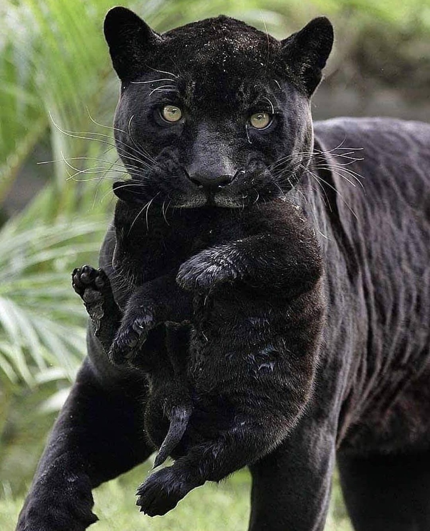 🔥 This mother black panther with her cub. r/NatureIsFuckingLit