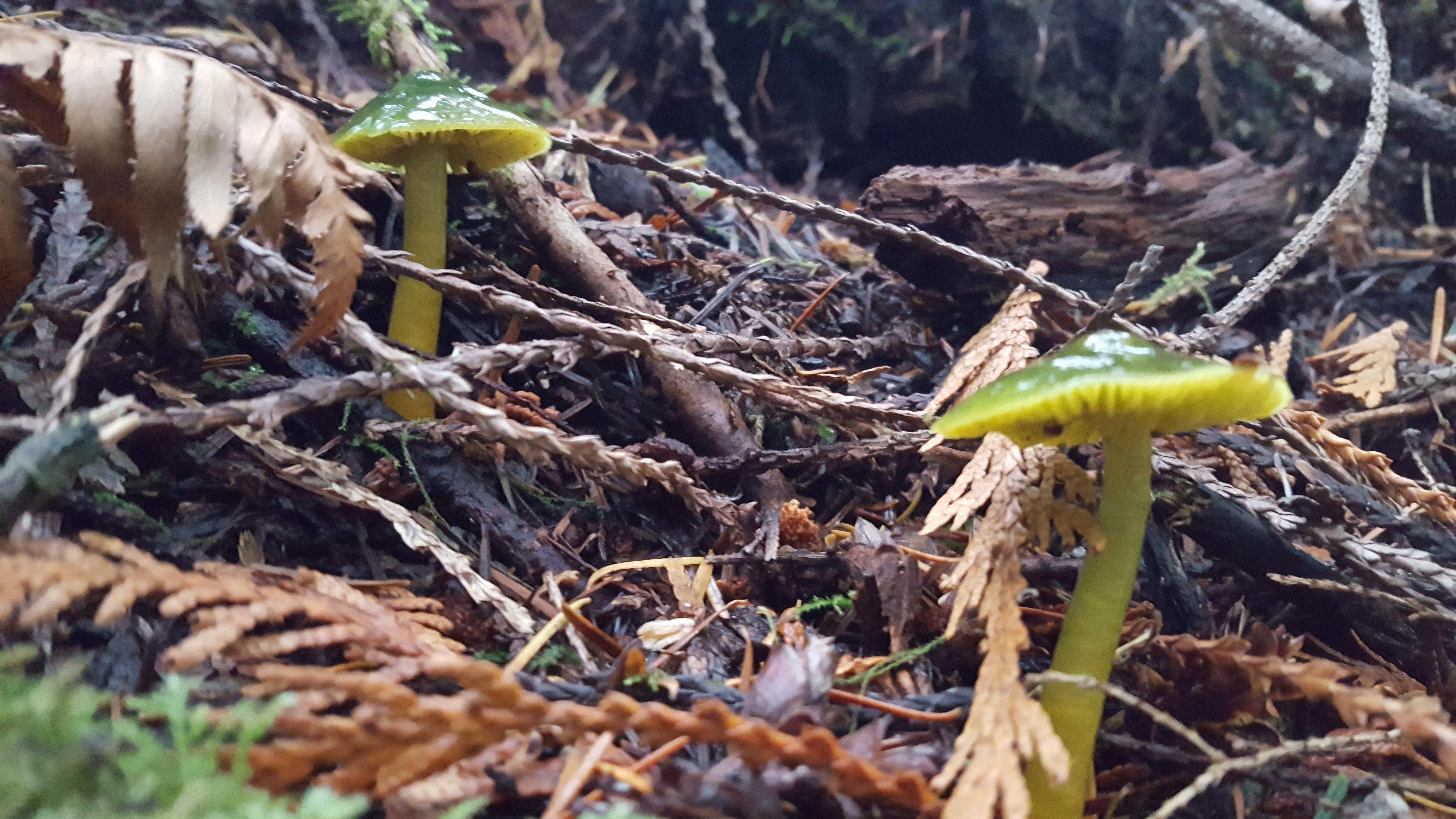 What are these green mushrooms I found on Vancouver Island? r/mycology