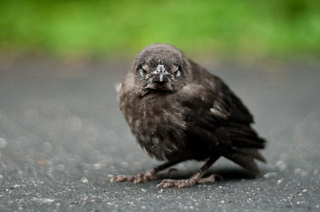Baby Crow r/aww