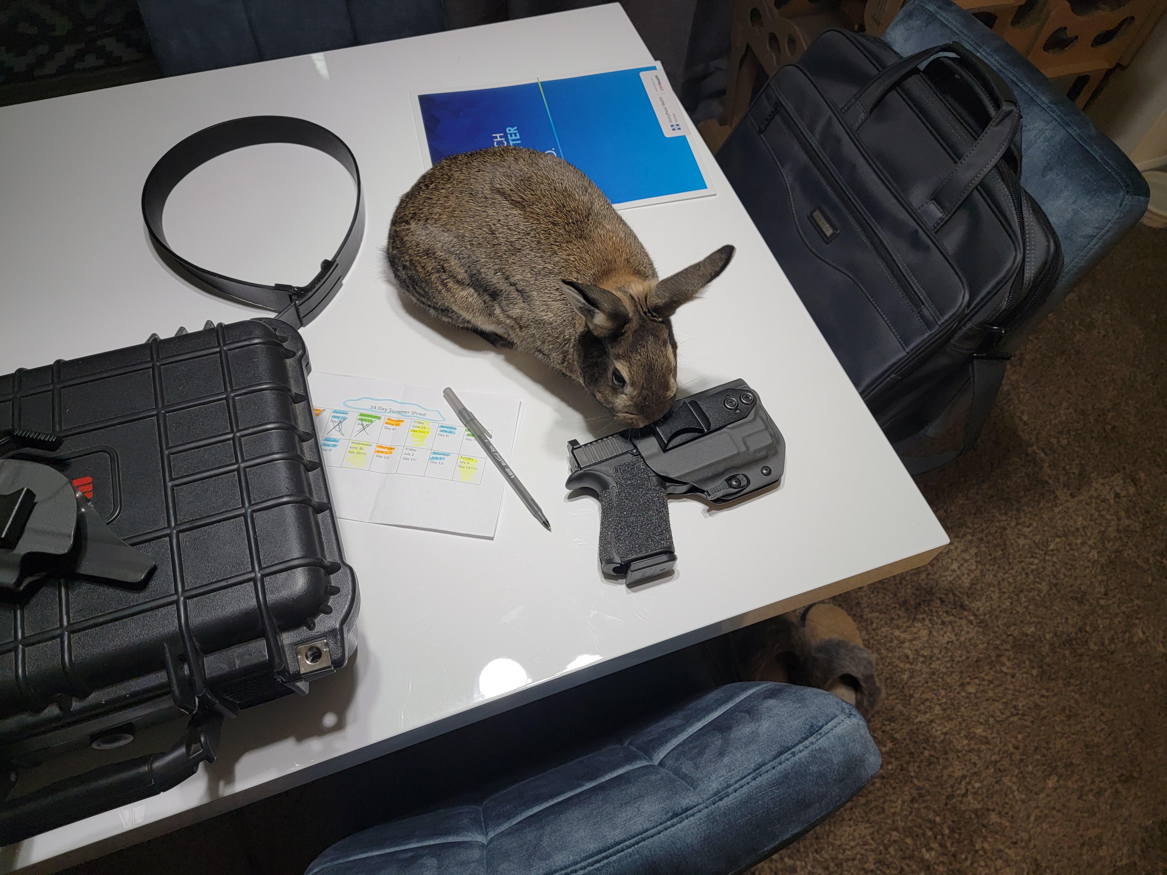 One fine Gun Bunny guns