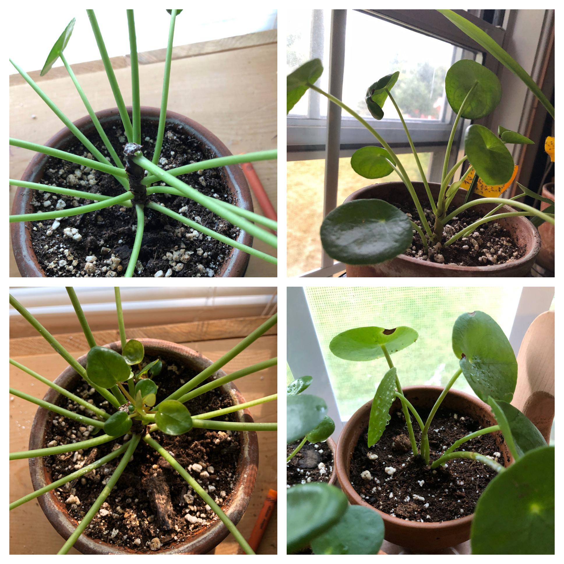 My top heavy Pilea peperomioides is blooming after I cut the top off