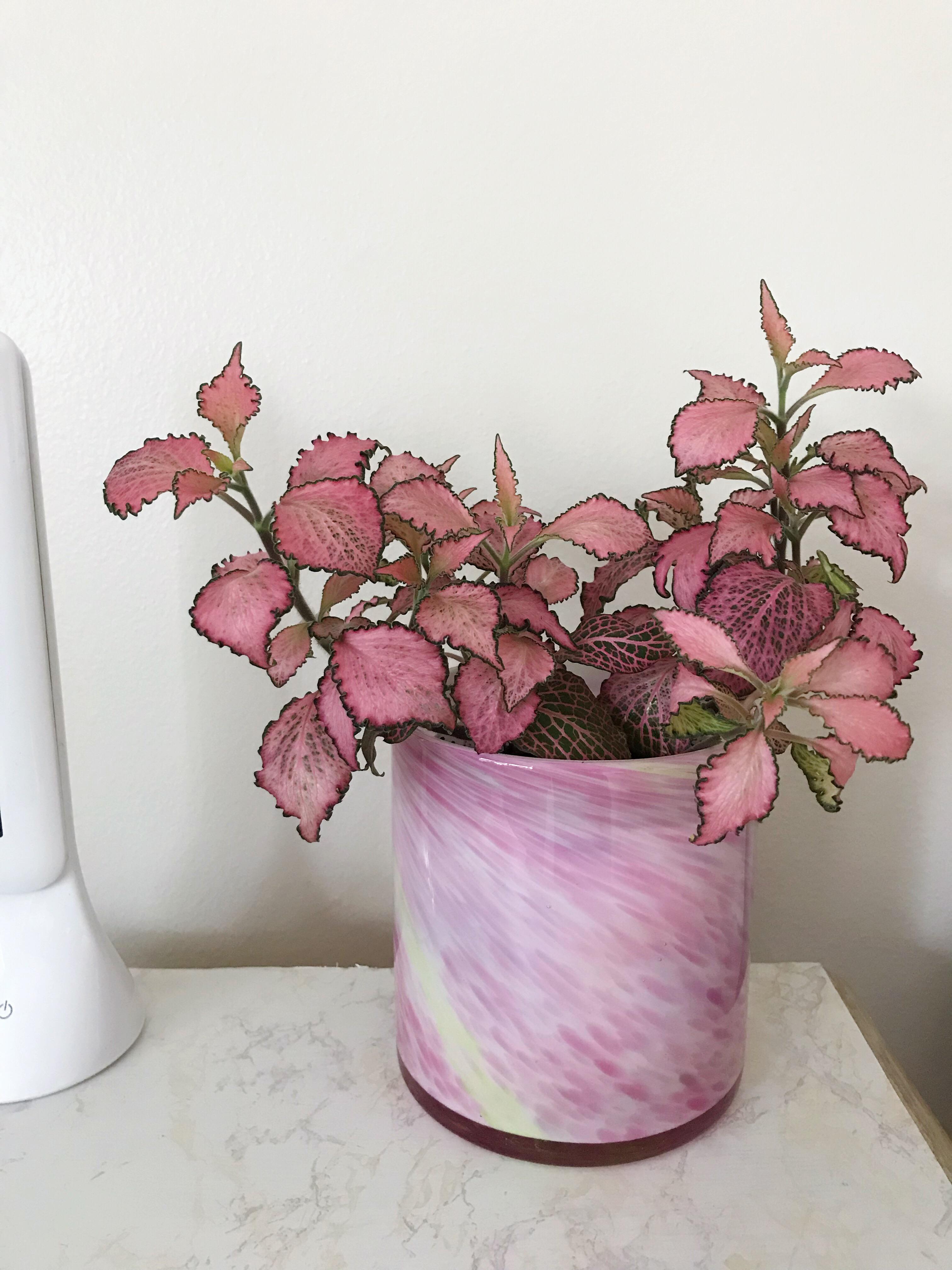 Found the perfect pot for my Fittonia Frankie at goodwill for 4! r