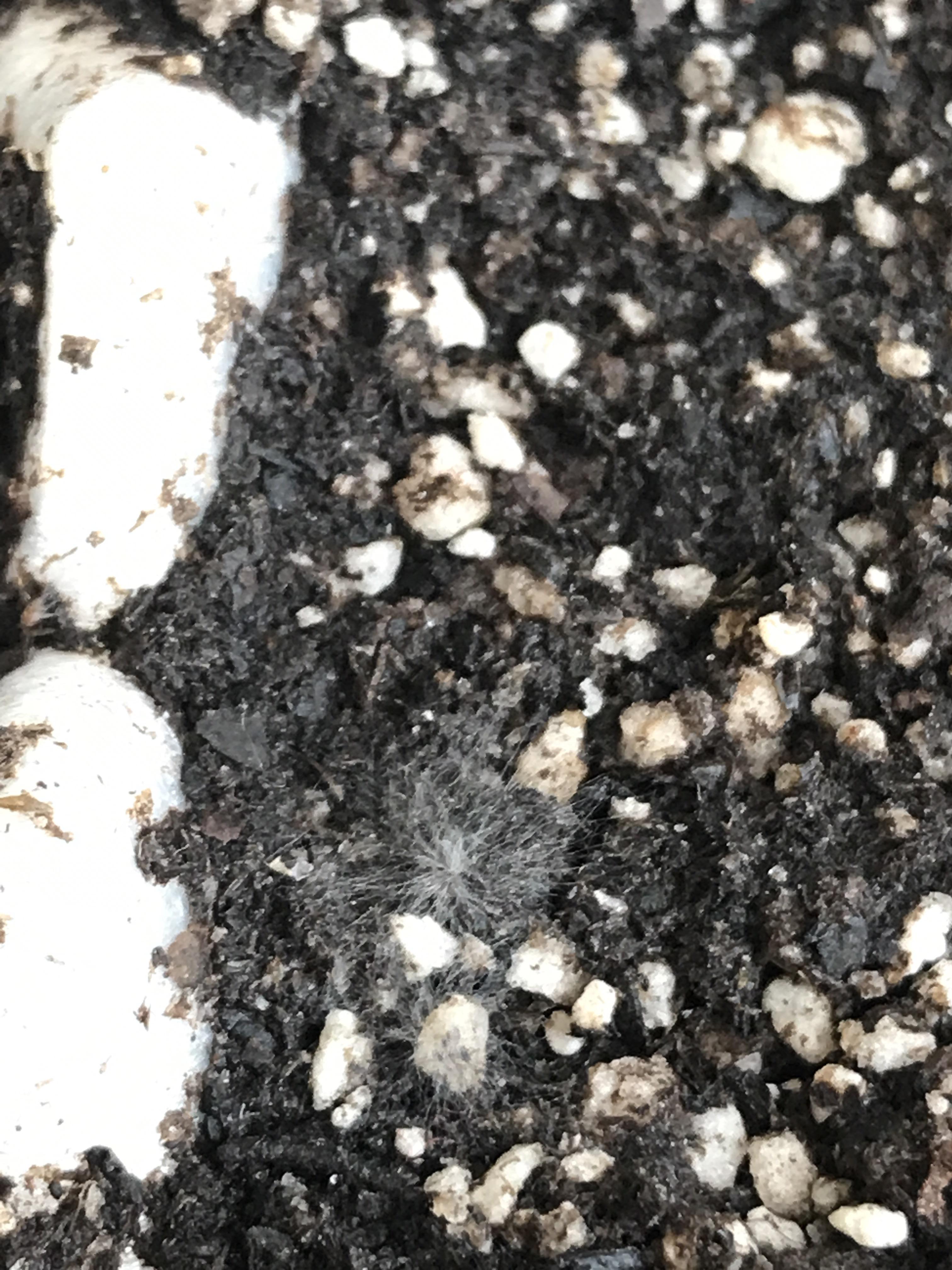 How do I get rid of this mold in my germination tray? I know that it