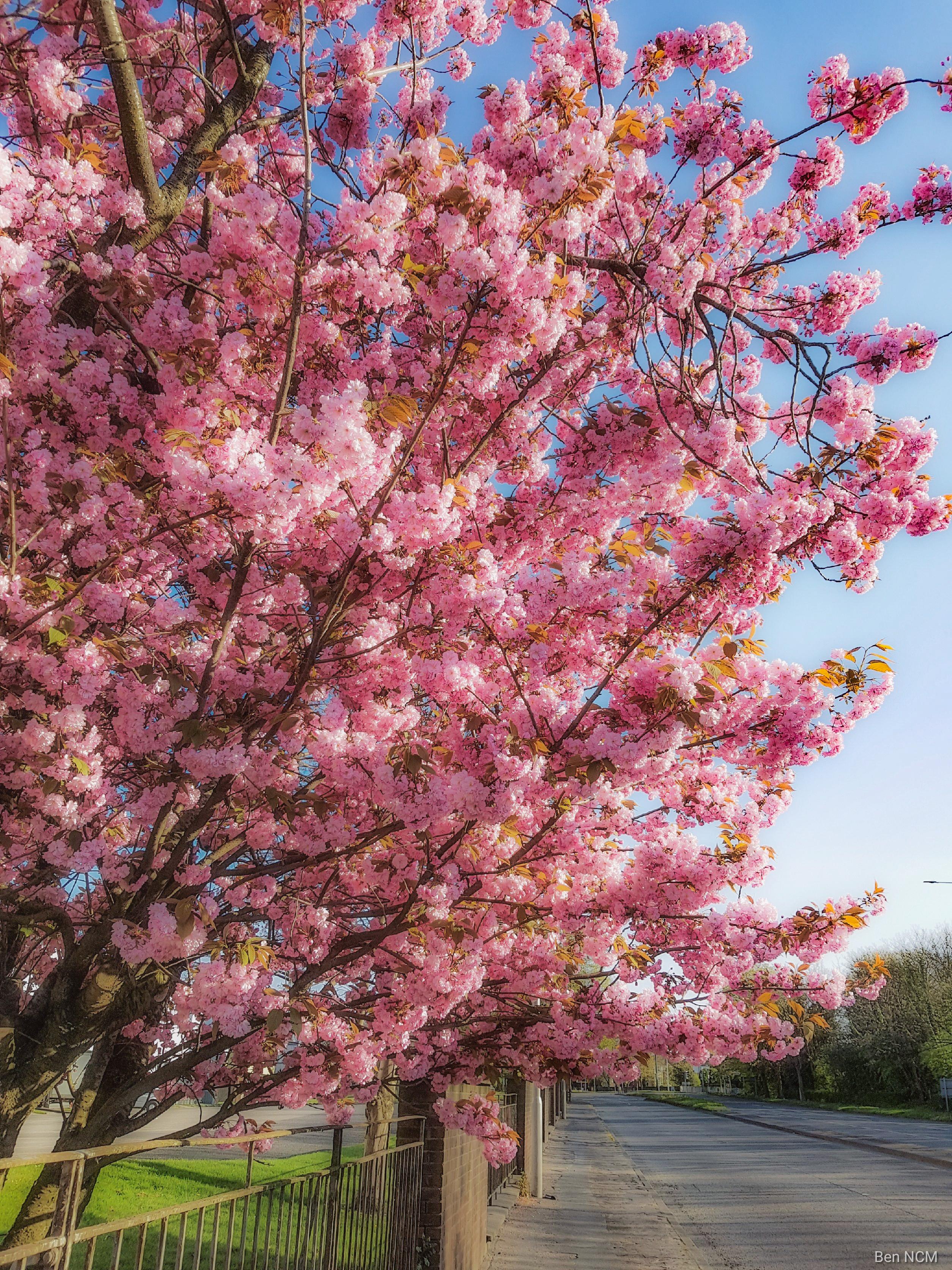 Huge cherry blossom on New Chester Road near the Candy Building r/Wirral