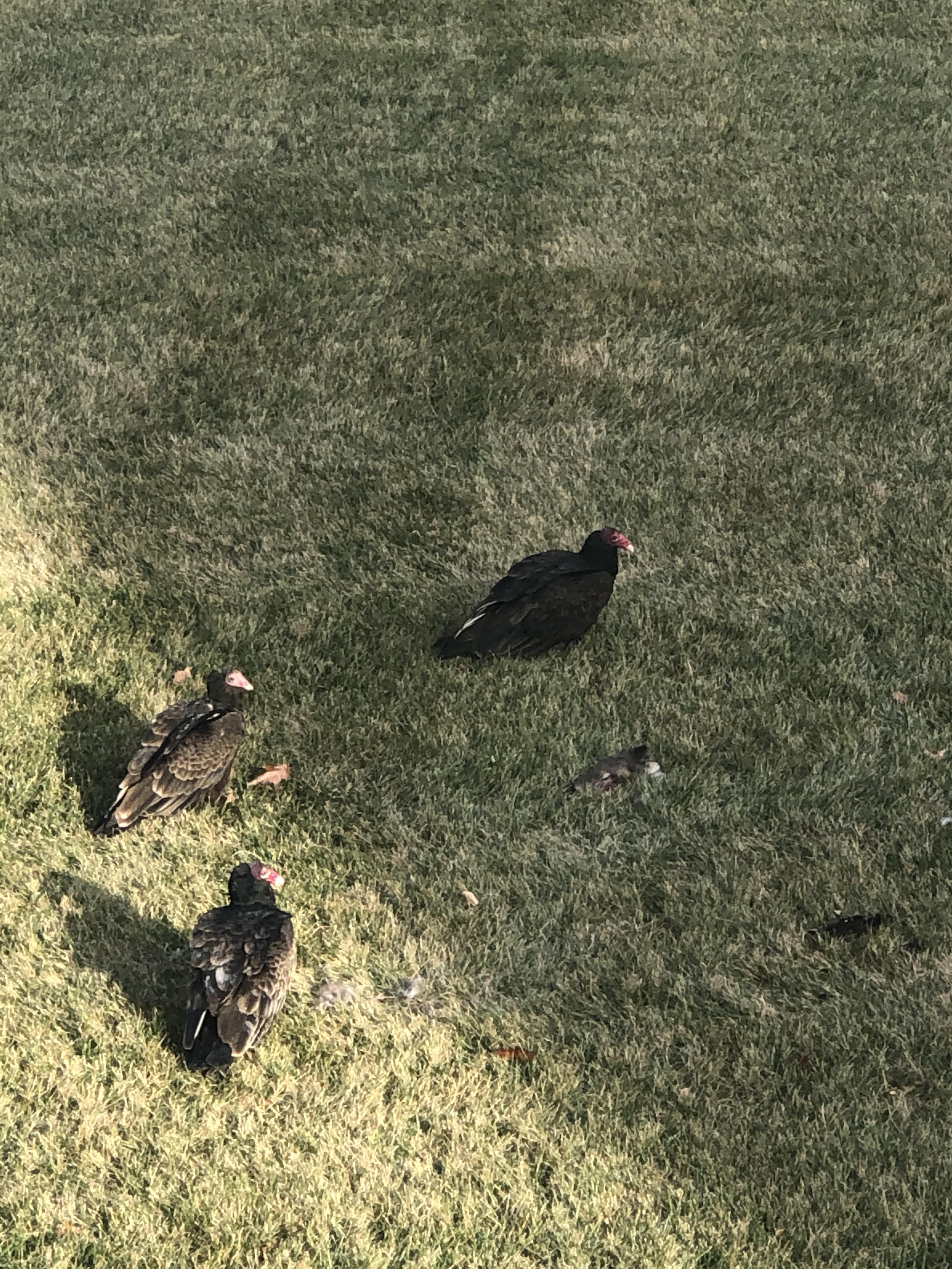 Turkey vultures? And what are they eating...? r/animalid