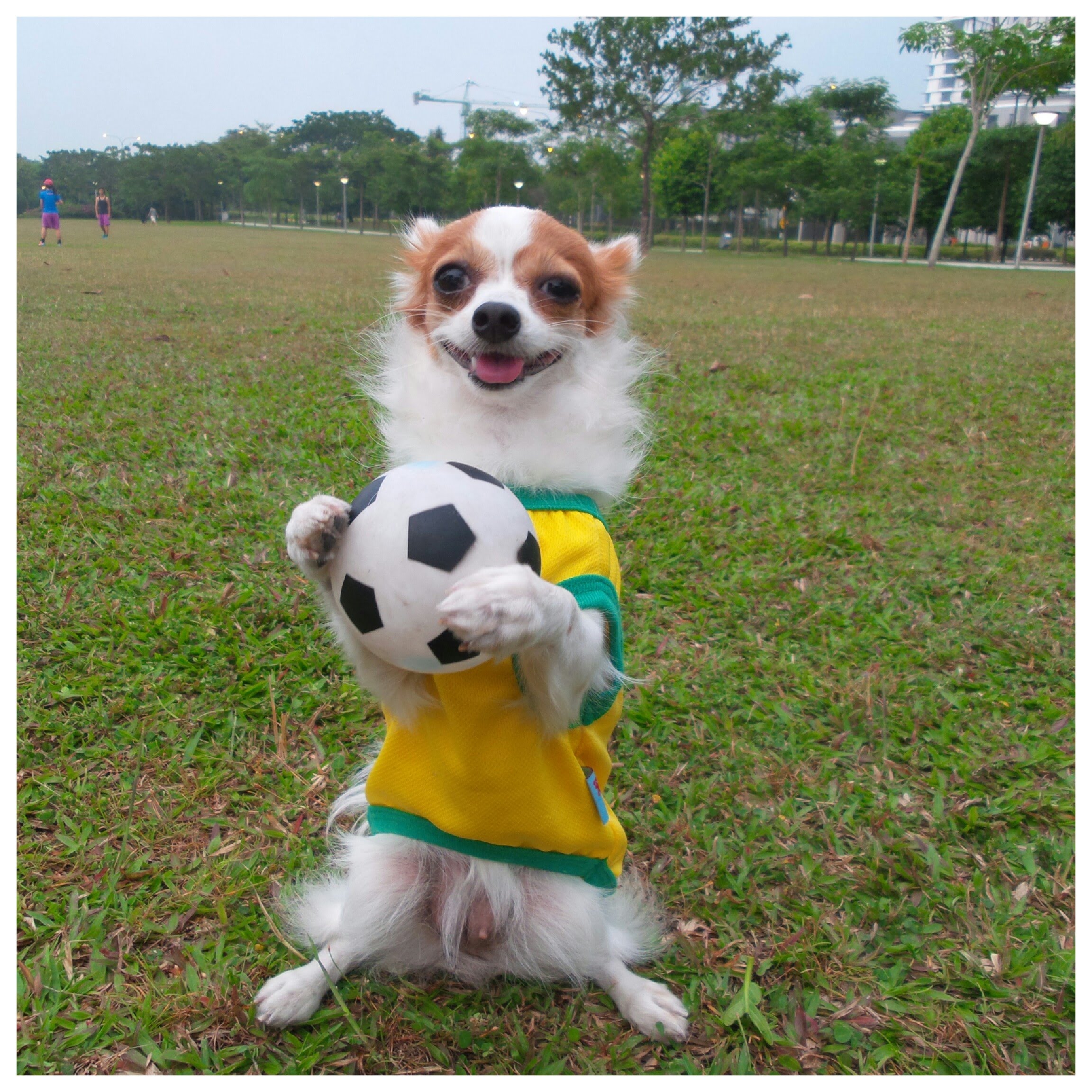 dog football Cheaper Than Retail Price> Buy Clothing, Accessories and lifestyle products for