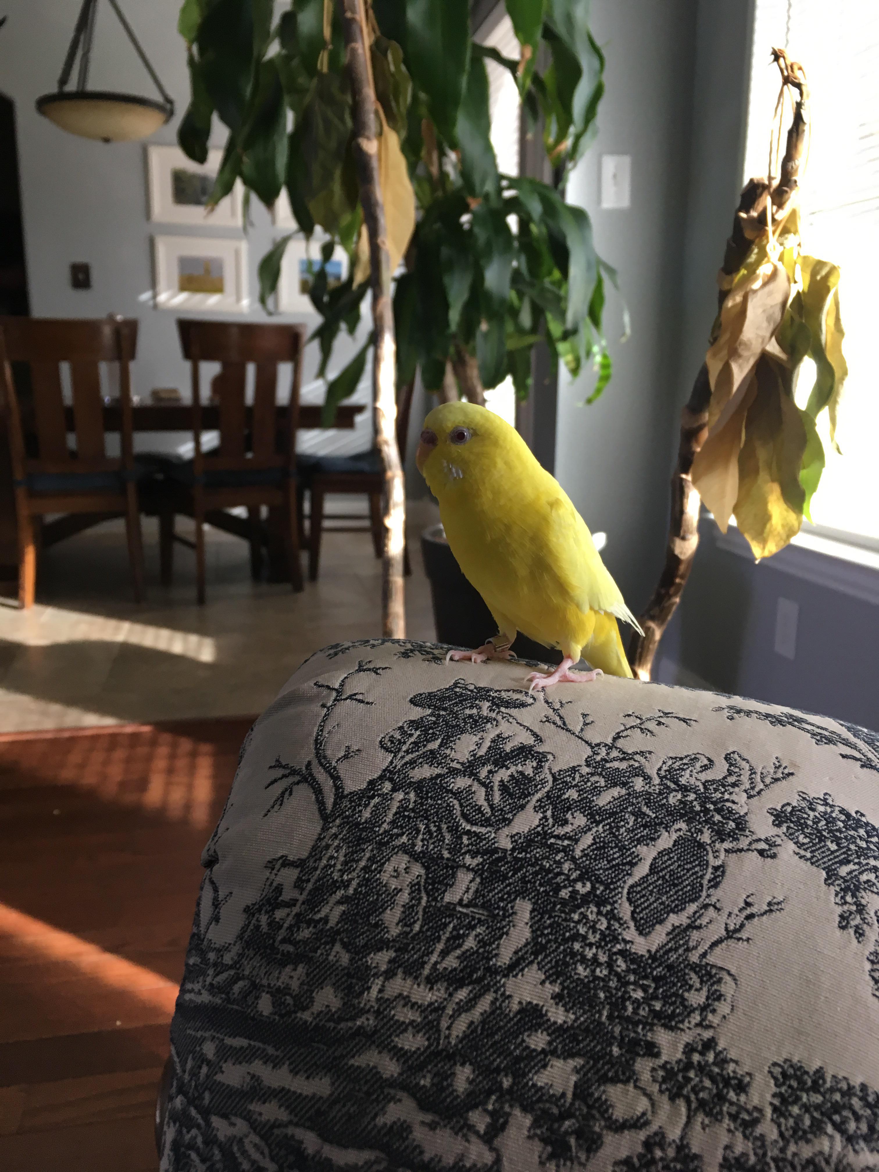 My bird keeps shaking and part of feathers on her wing is gone ive had