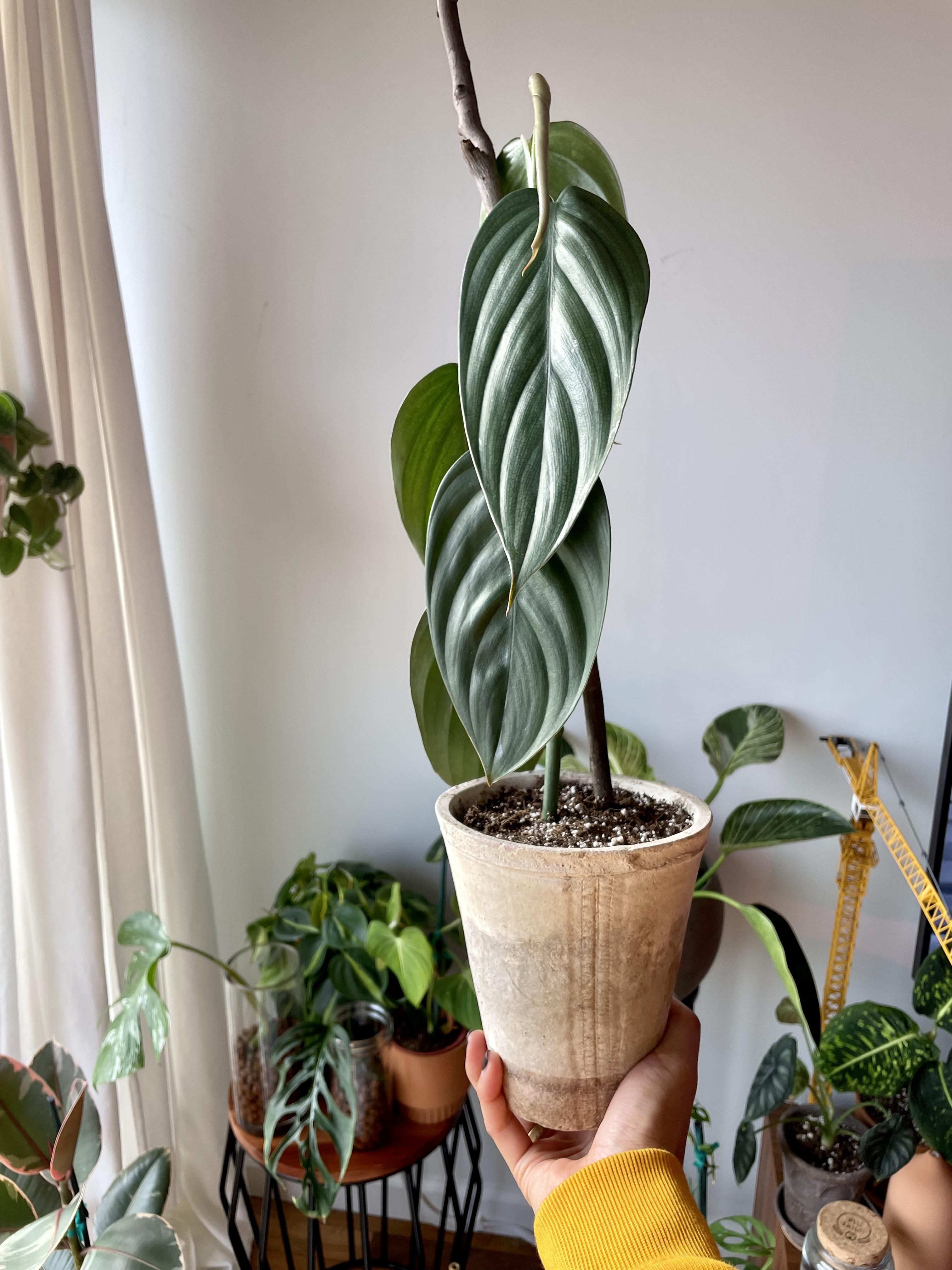 Burle Marx Fantasy! r/RareHouseplants