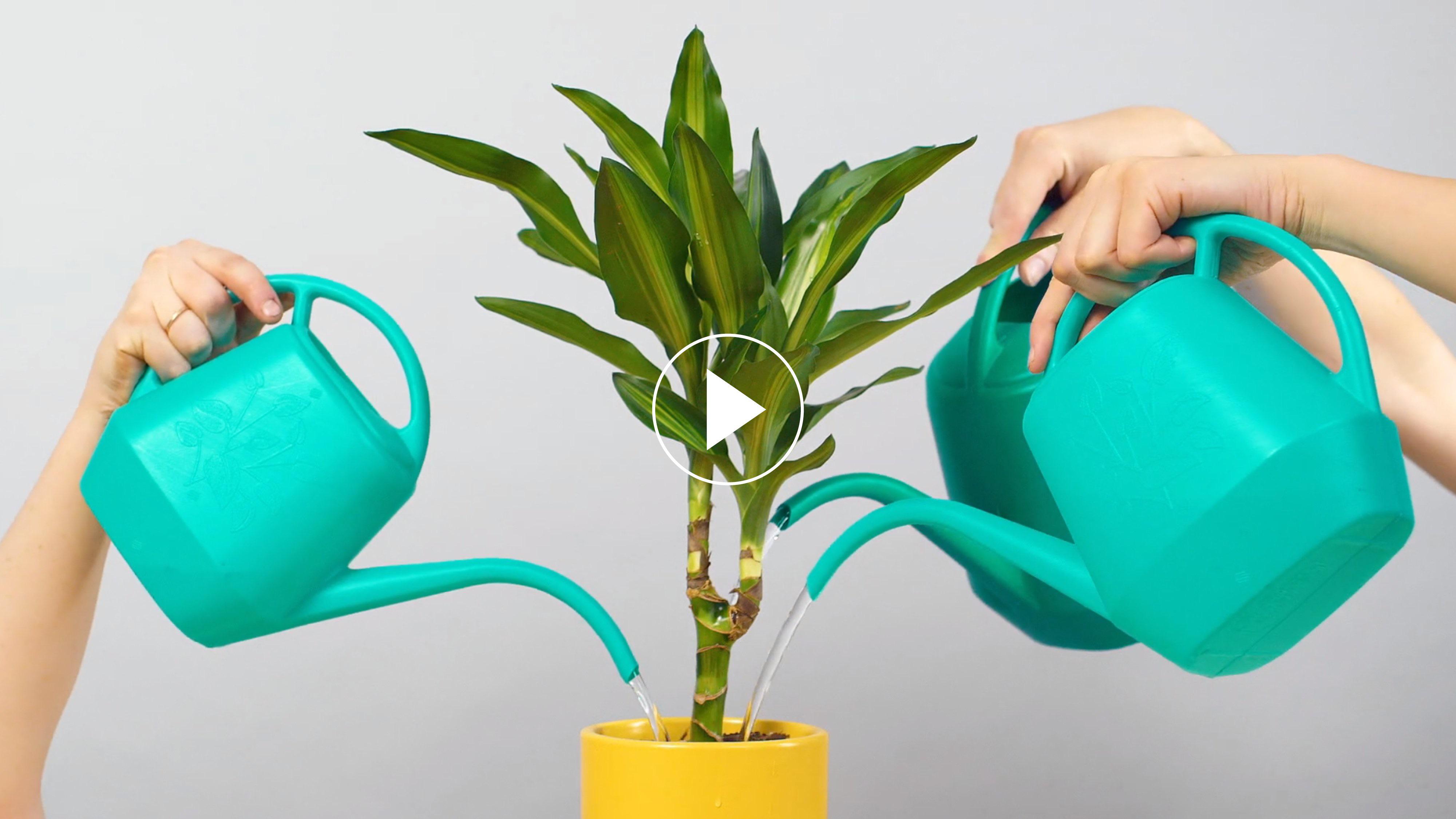 Water options...which is best? My house has a water softening system