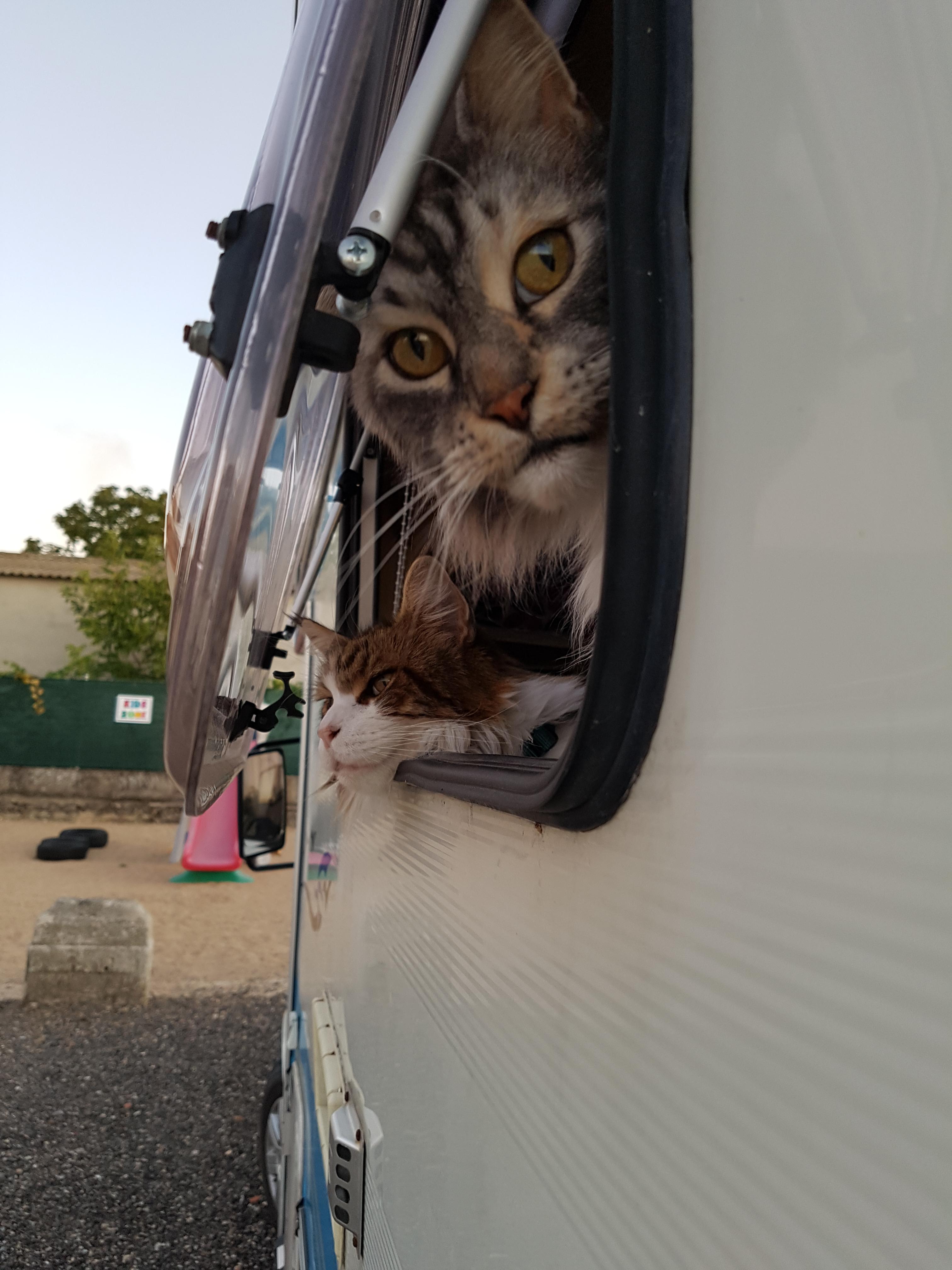 Our 11 and 10 year old cats in the camper van traveling form the UK to