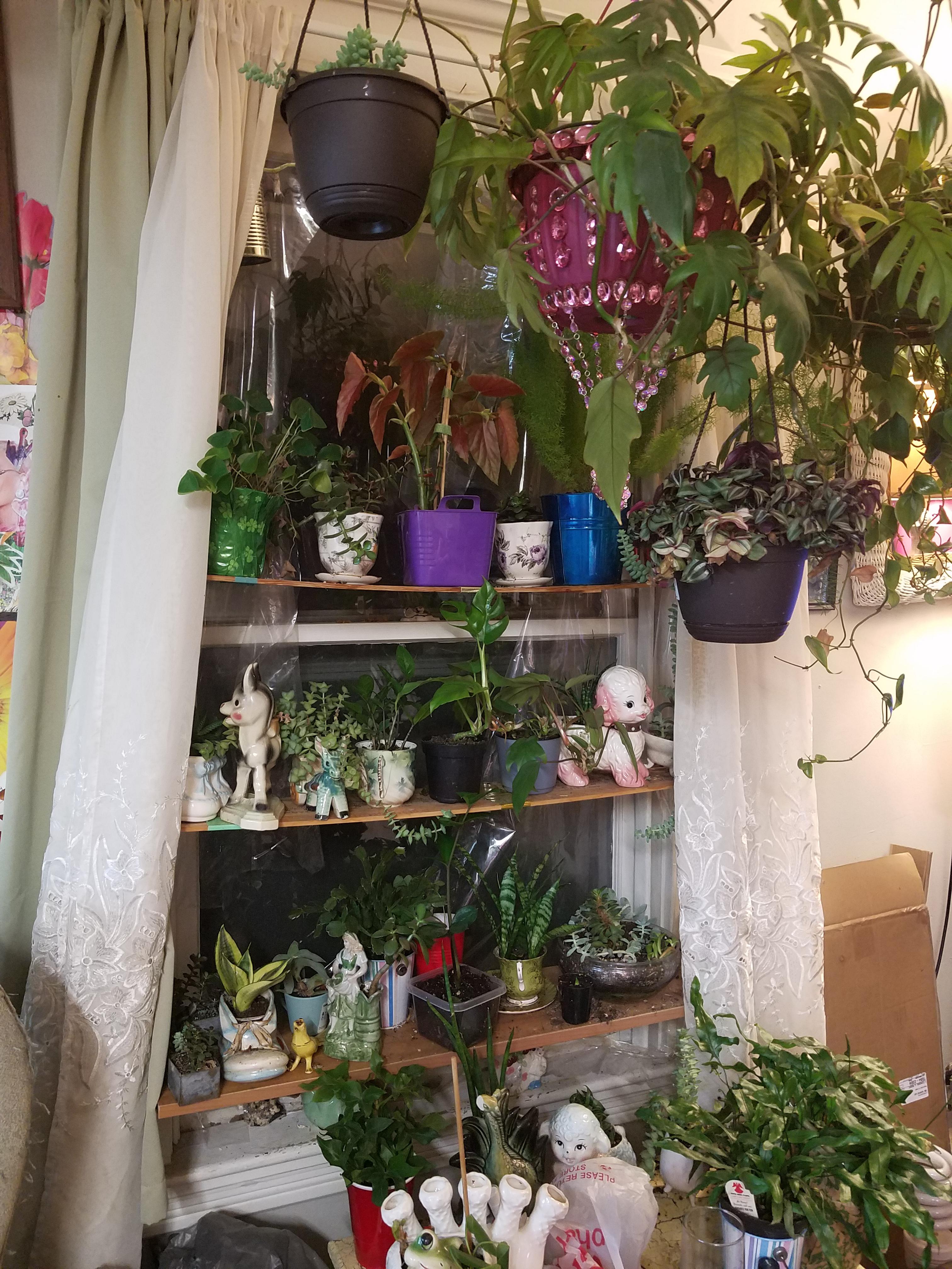 Southern exposure of my plant's apartment houseplants