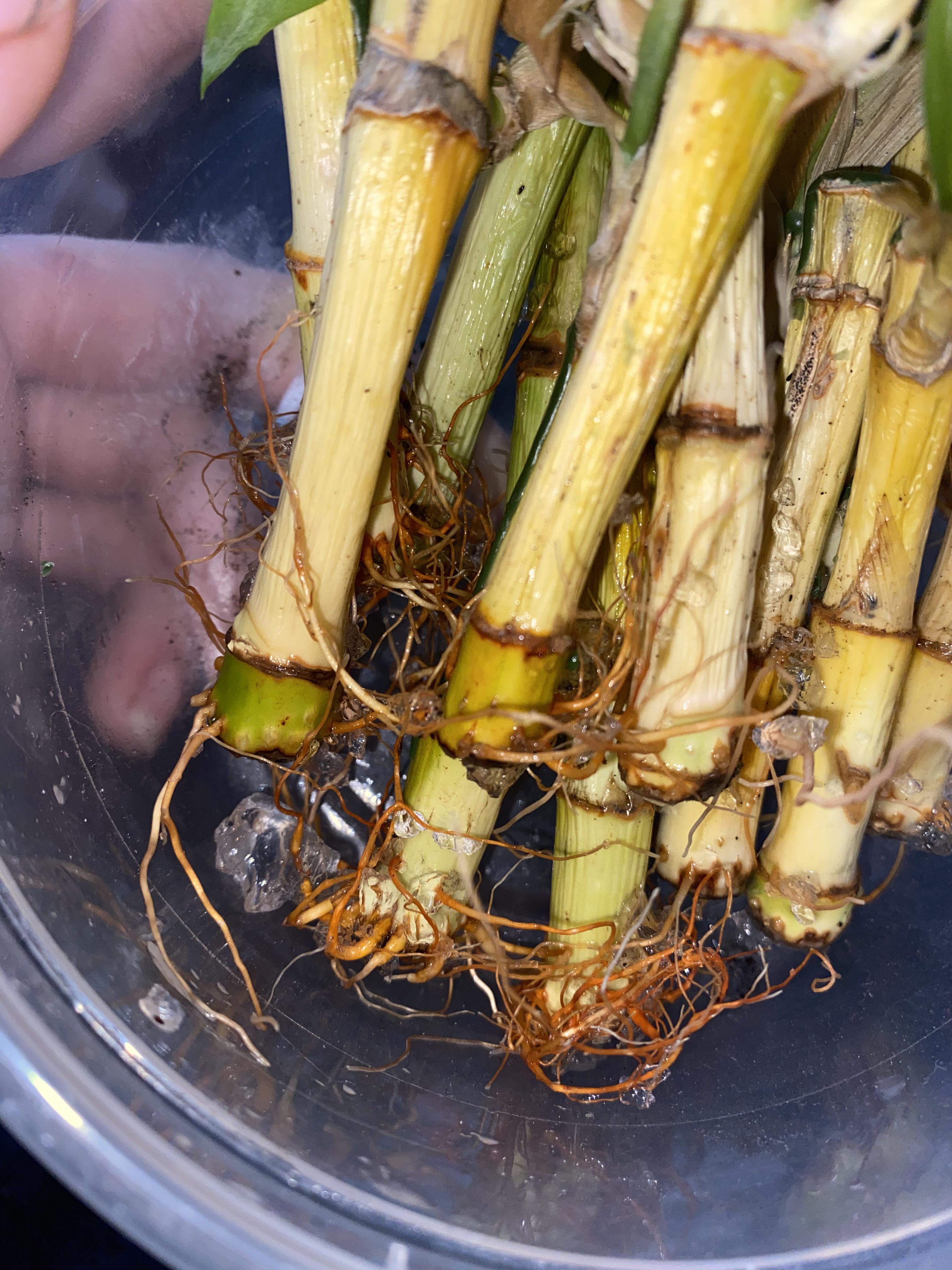 what is this on my bamboo plant? more in comments r/gardening
