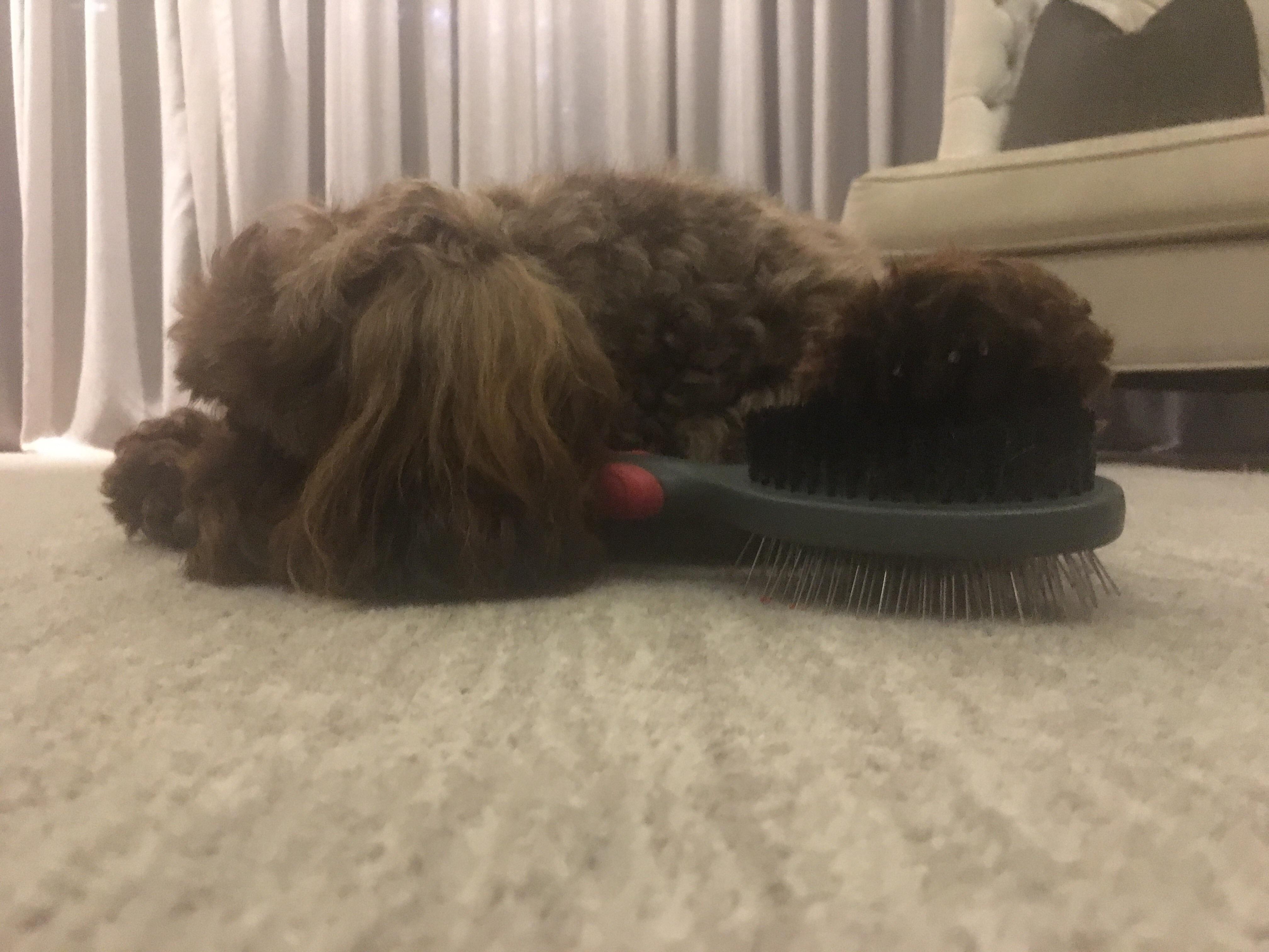 My dog hates our cat and doesn't like us brushing her. He puts his paw