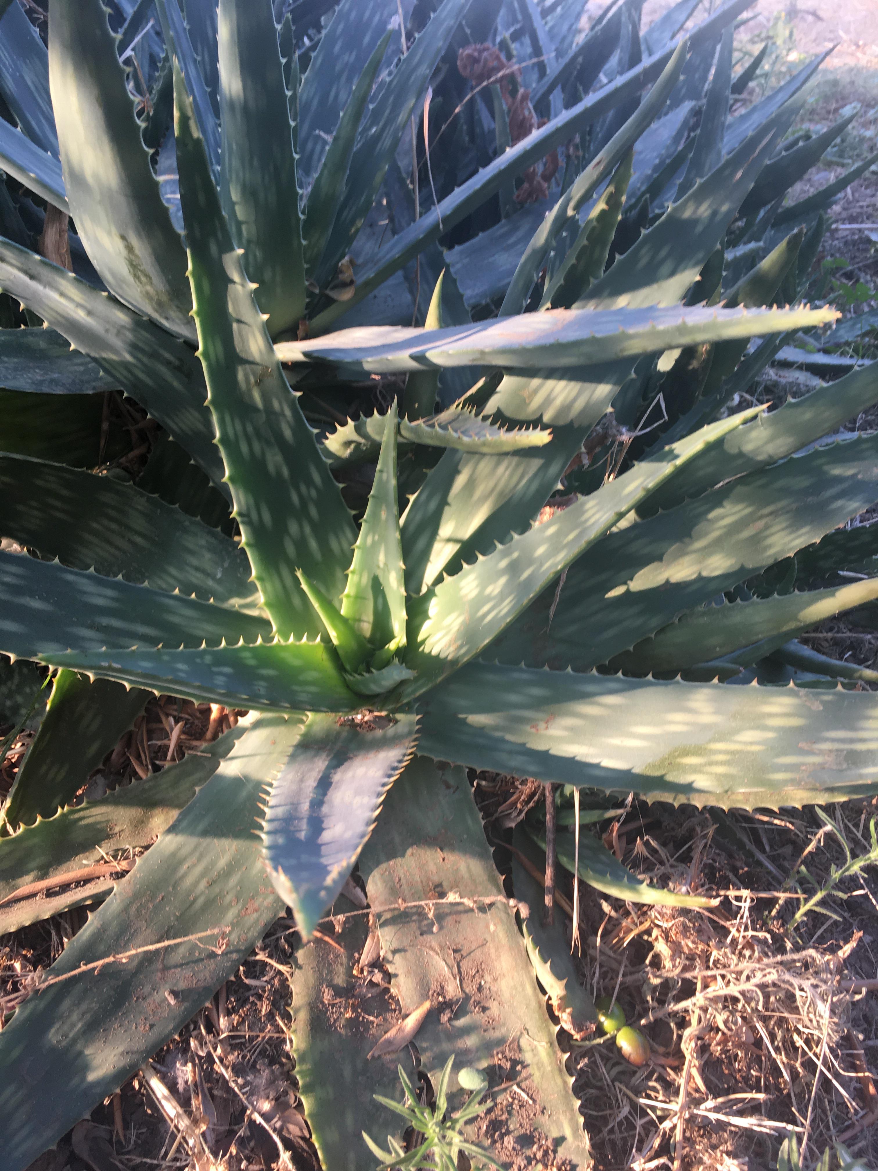 Why do my aloe vera all have white spots? r/garden_maintenance