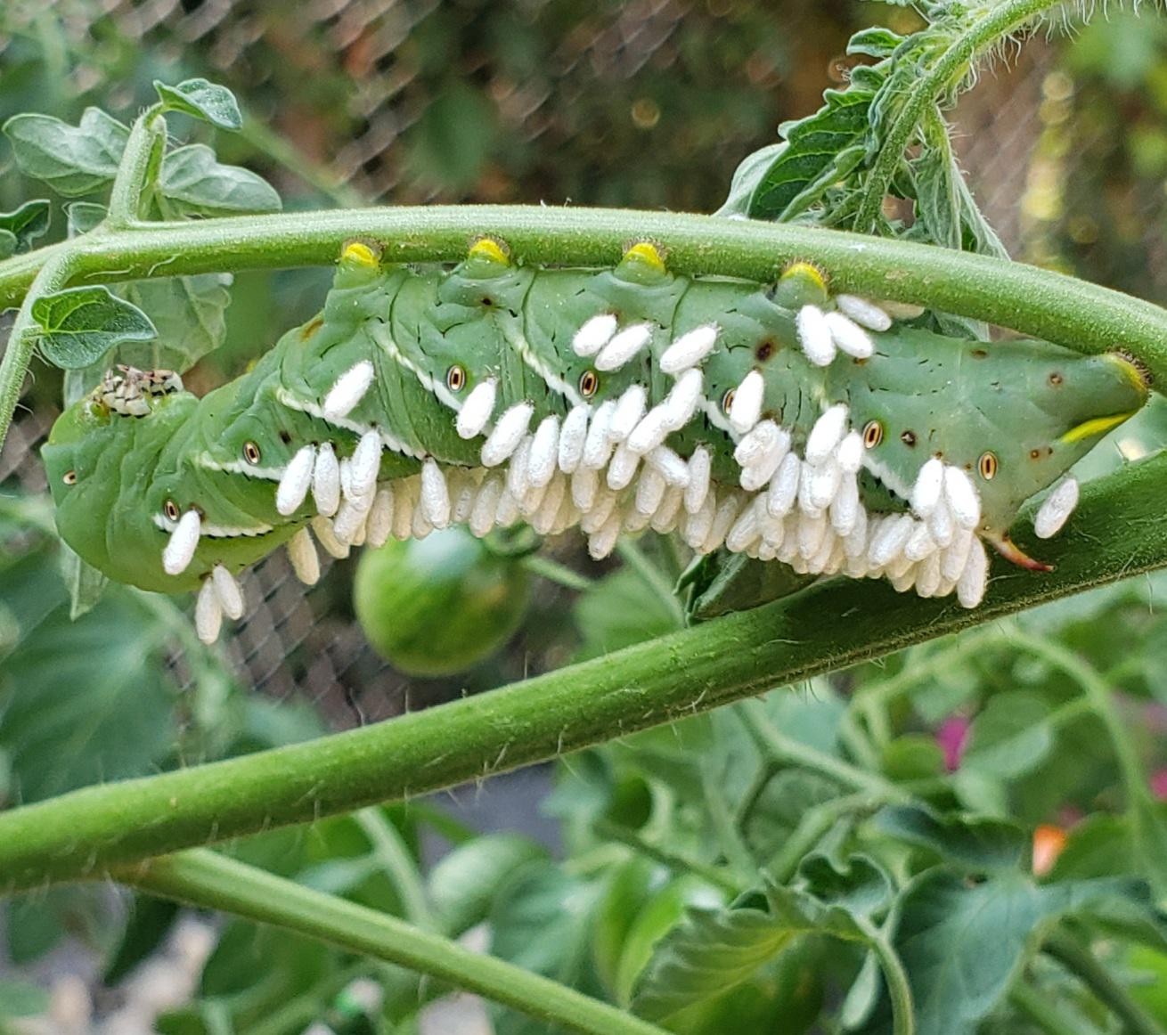 Braconid Wasp Lay Eggs Inside This Tomato Hornworm Parasitic Larvae