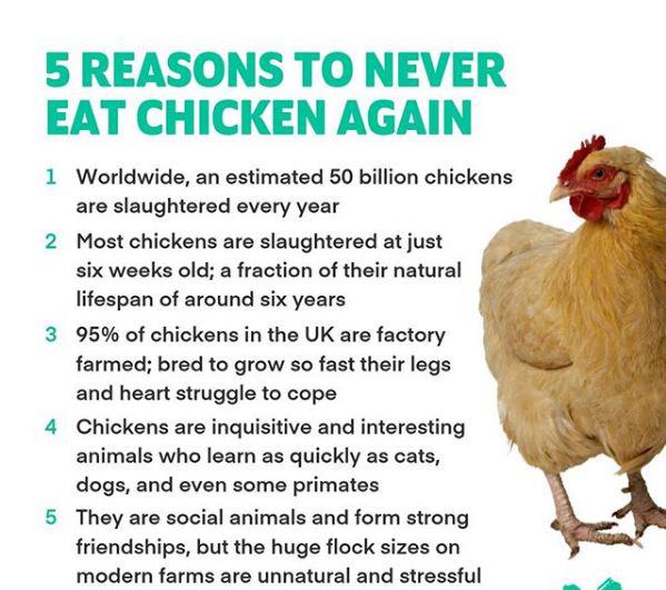 Abused Chickens
