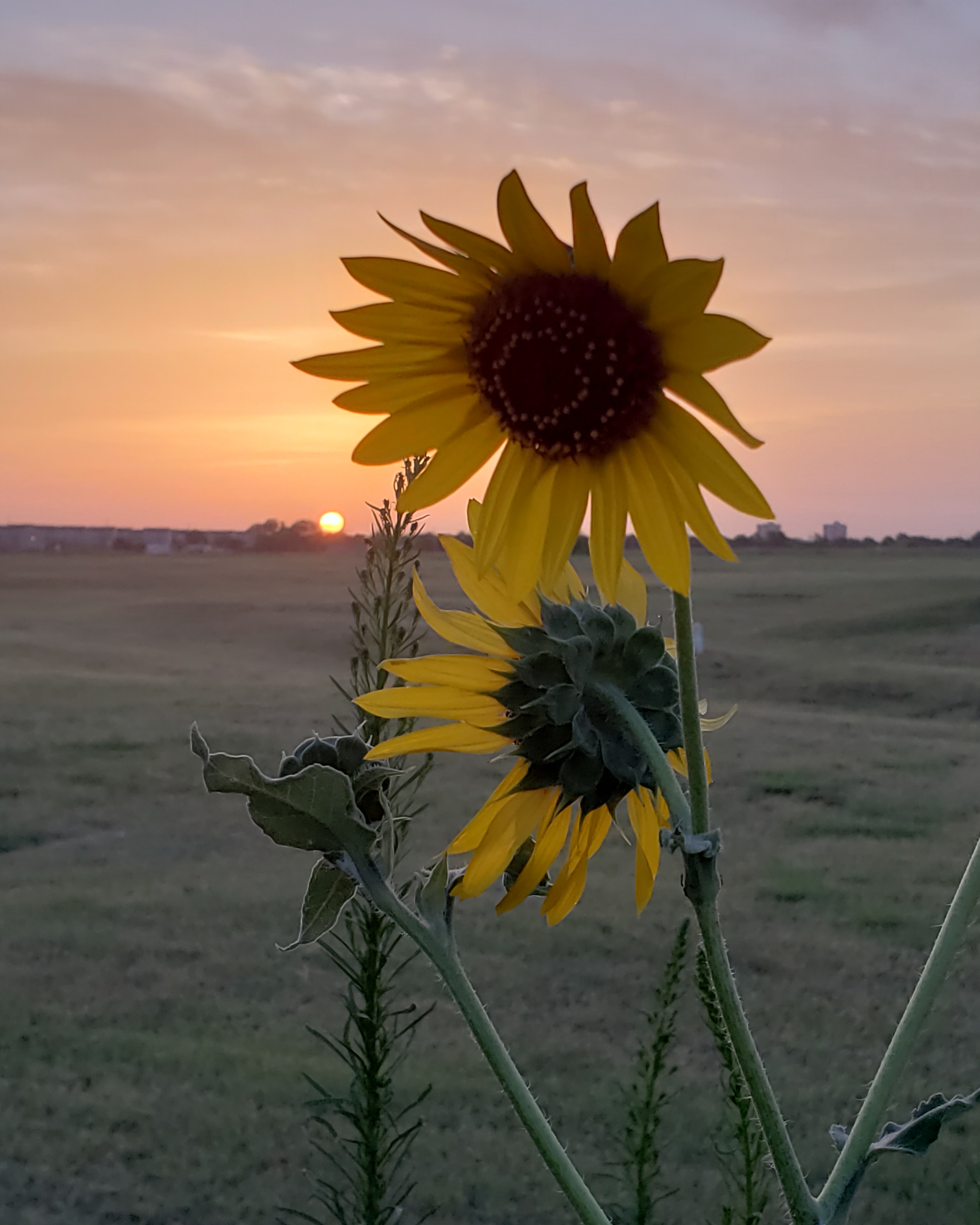 [OC] Sunflowers facing the rising sun on a warm Oklahoma morning