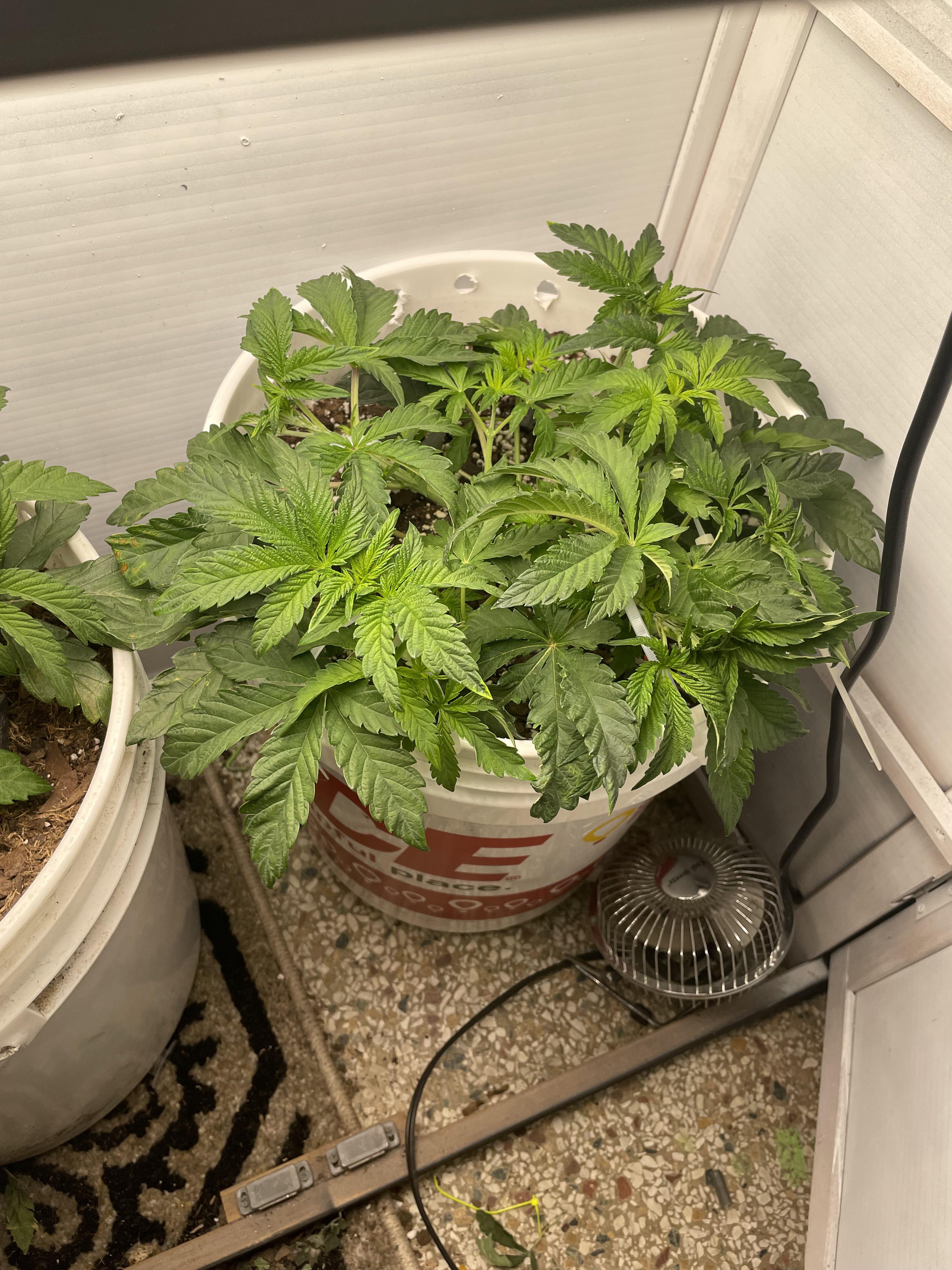 Girl Scout Cookies Forum Cut x Dosidos 18 spreading out nicely. Archive Seed Banks Expedition