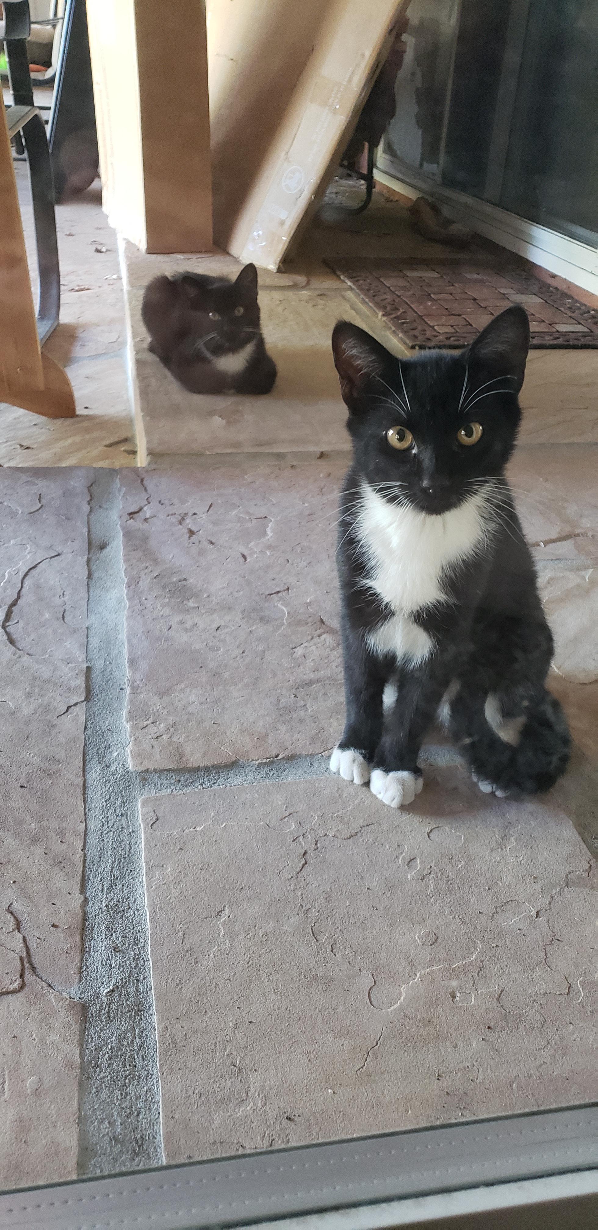 2 feral sibling kittens. We want to get them fixed and adopted and are gaining their trust. Meet