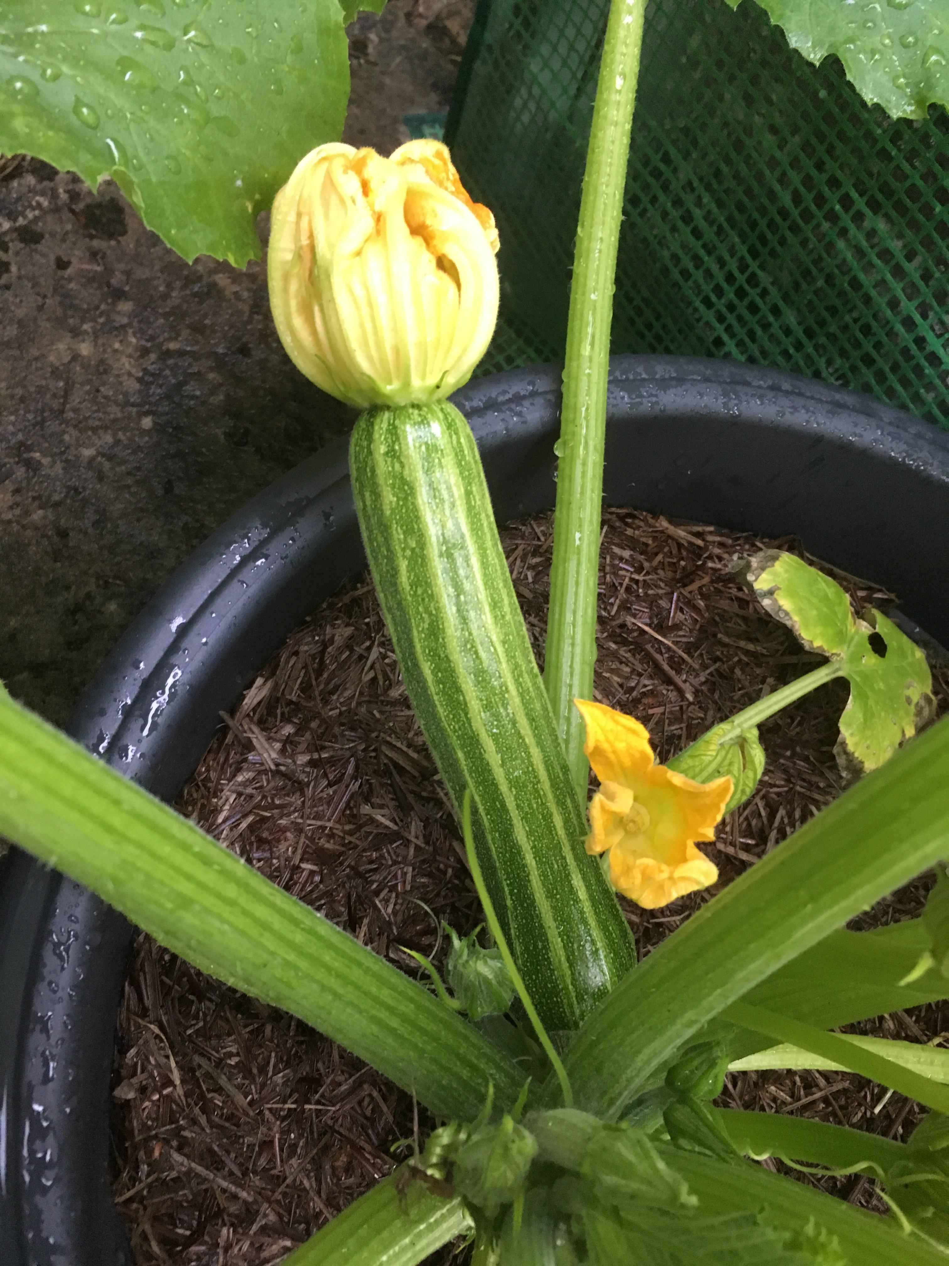 I can’t tell if this courgette has been pollinated and I don’t know how