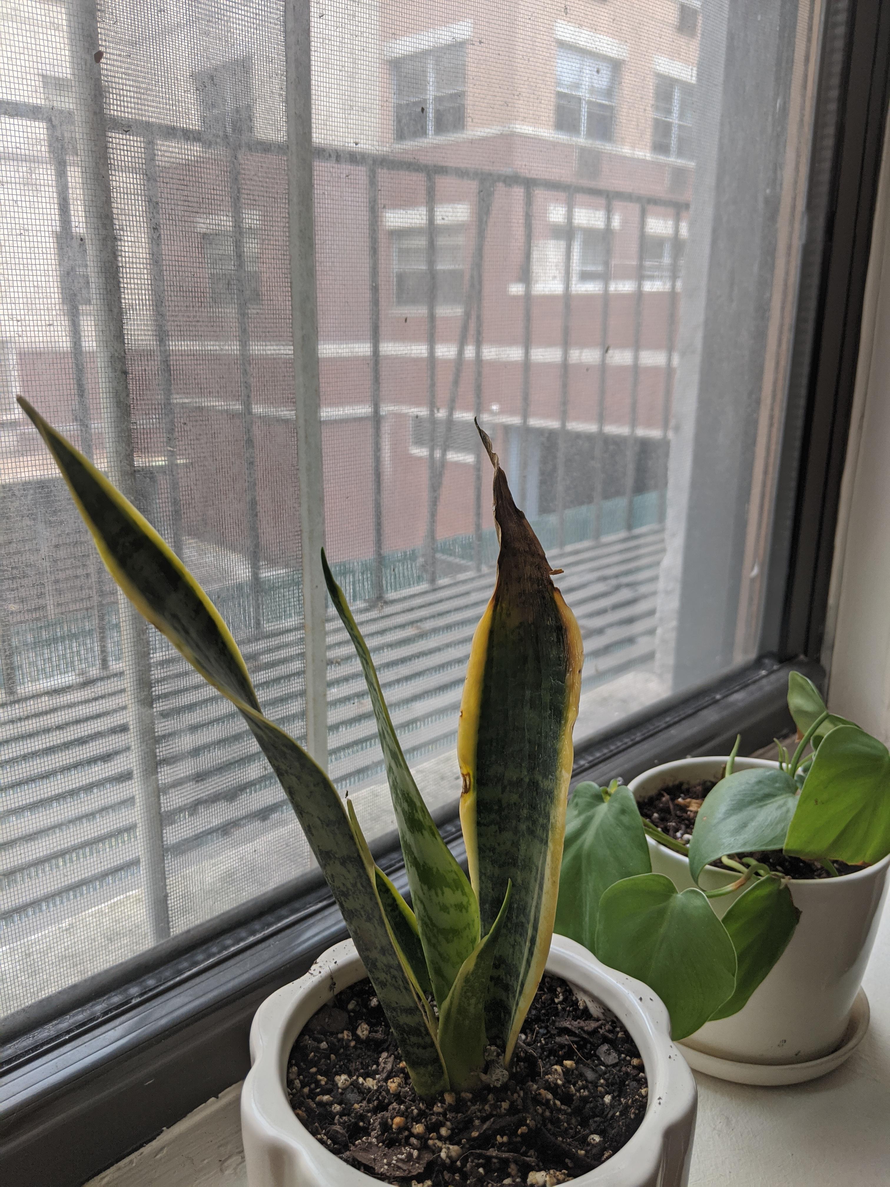 My snakeplant is dying r/houseplants