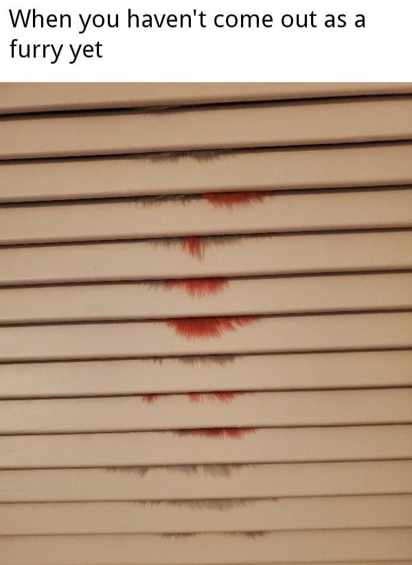 Haha furry in the closet r/furrymemes