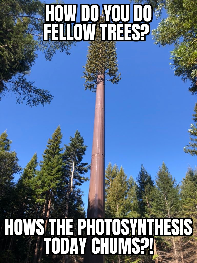 How do you do fellow trees? r/memes