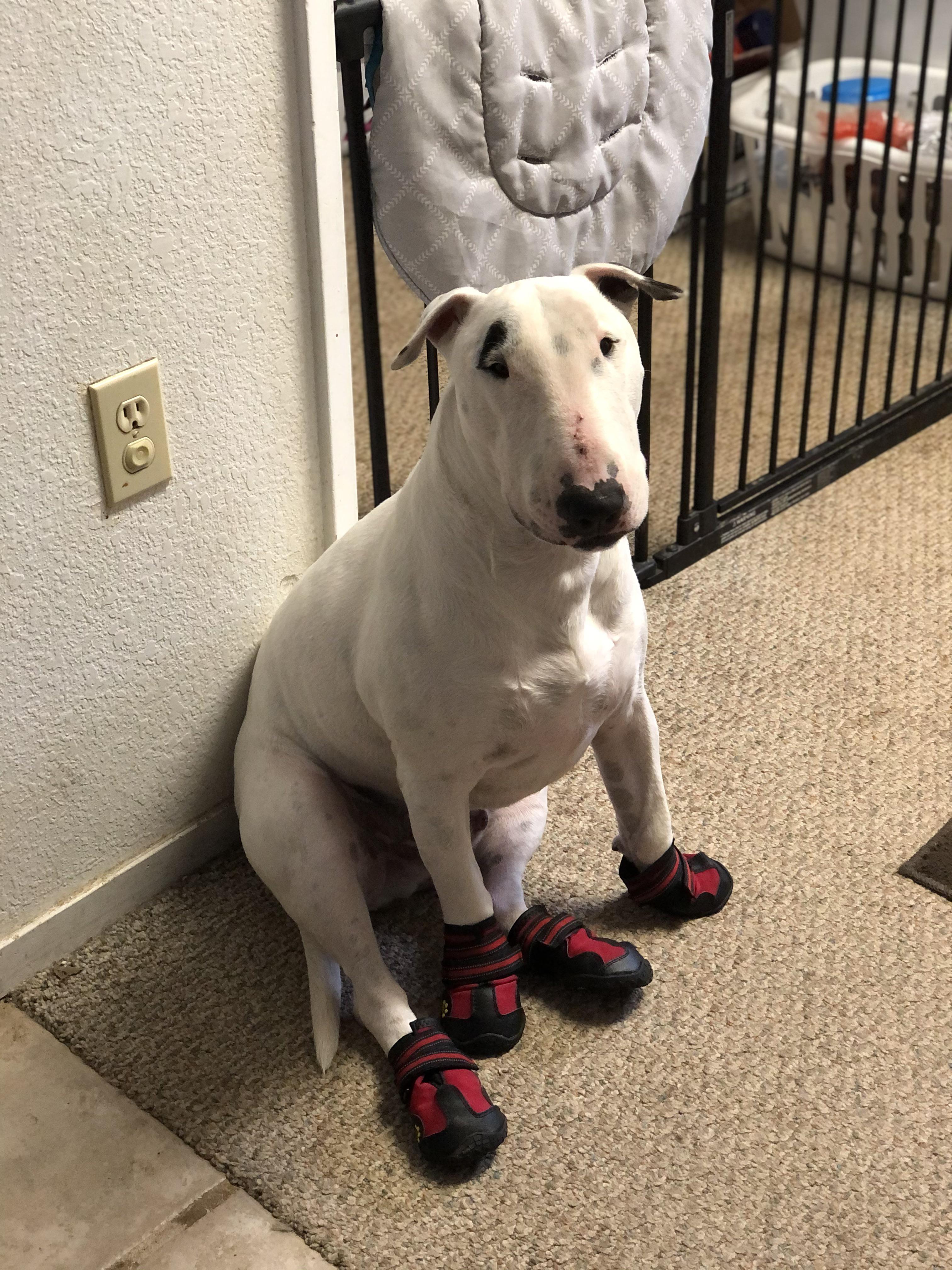 My dog wearing his new shoes and hating my existence r/pics