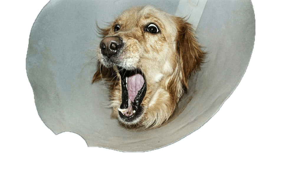 This dog trying to catch a ball by u/yohanffs r/cutouts