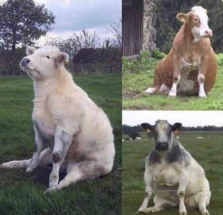 Cows sitting like dogs r/Eyebleach