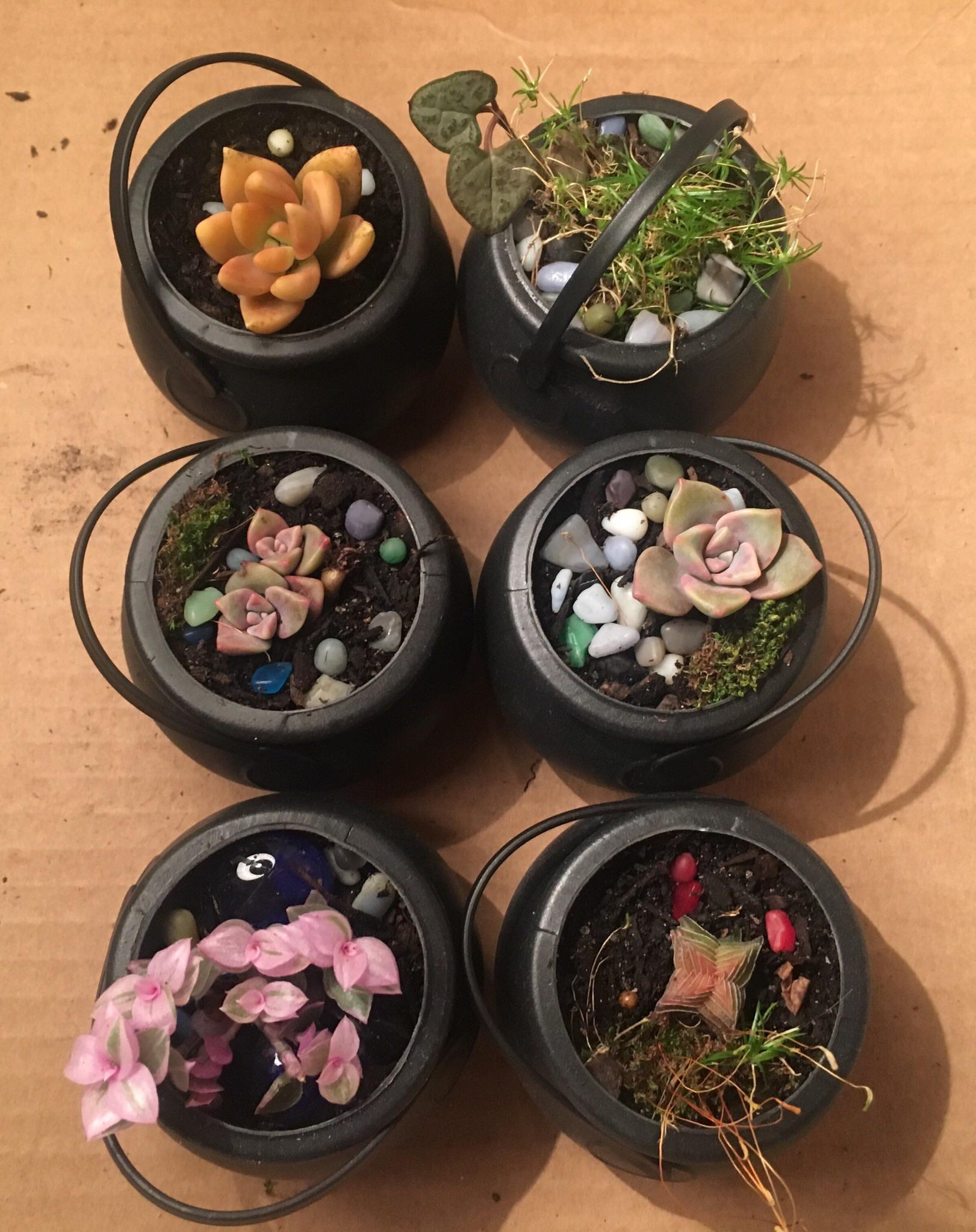 Potted up some mini cauldron’s for trick or treaters r/PlantGoths