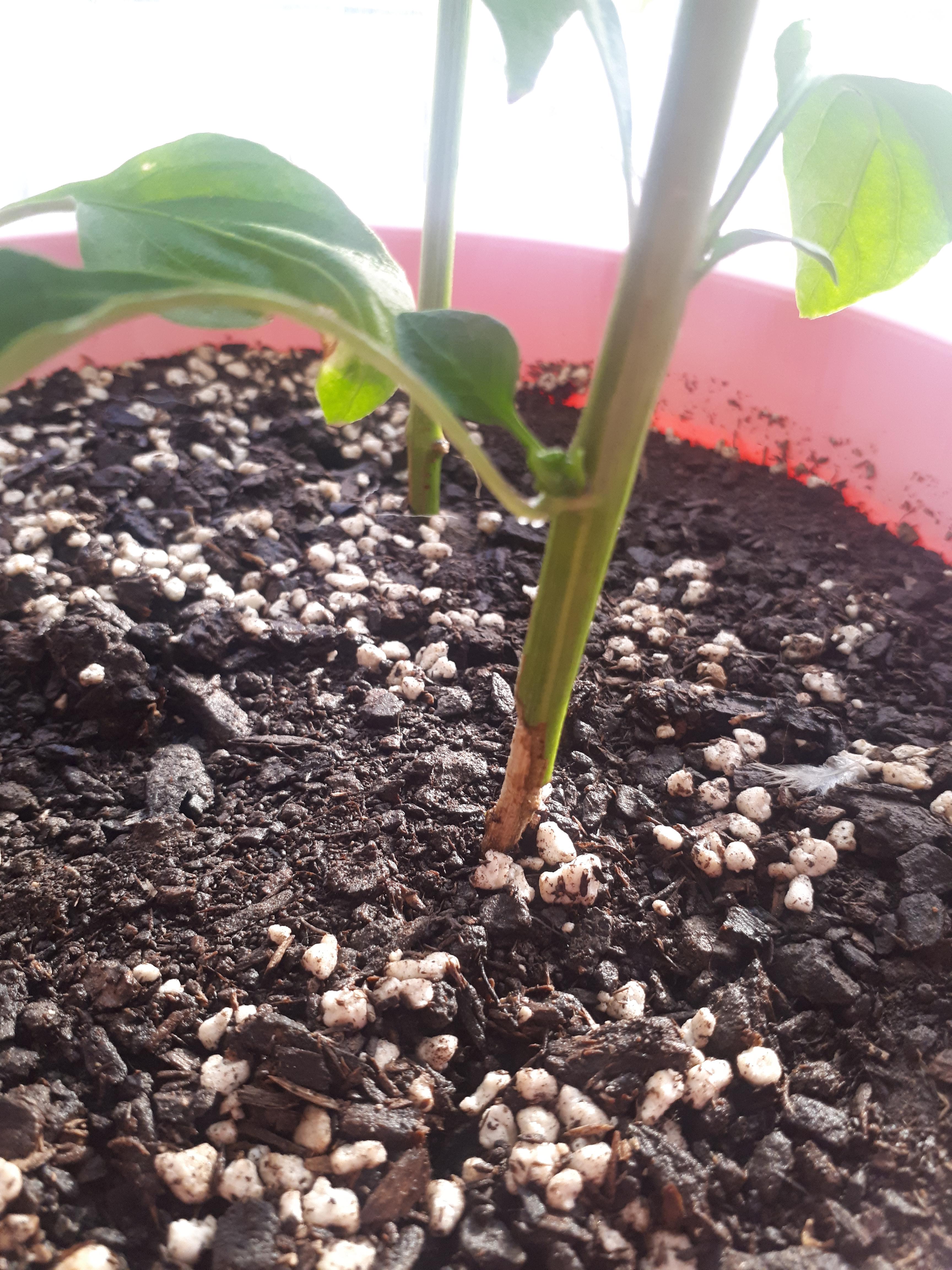 Can the stem of this bell pepper plant which has been eaten by a