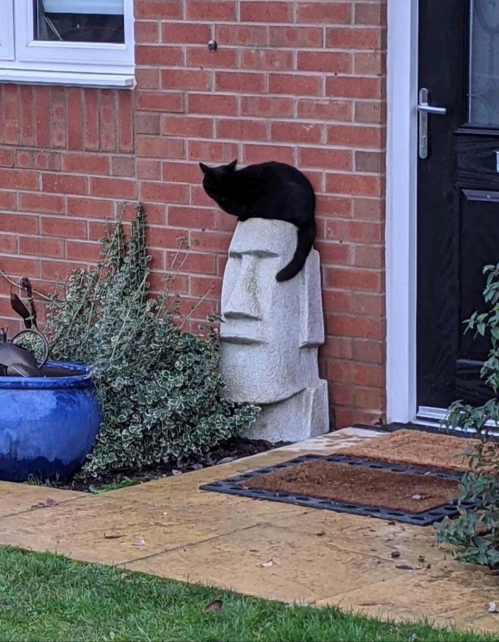 I hope you're doing marvelously! r/Audiomemes