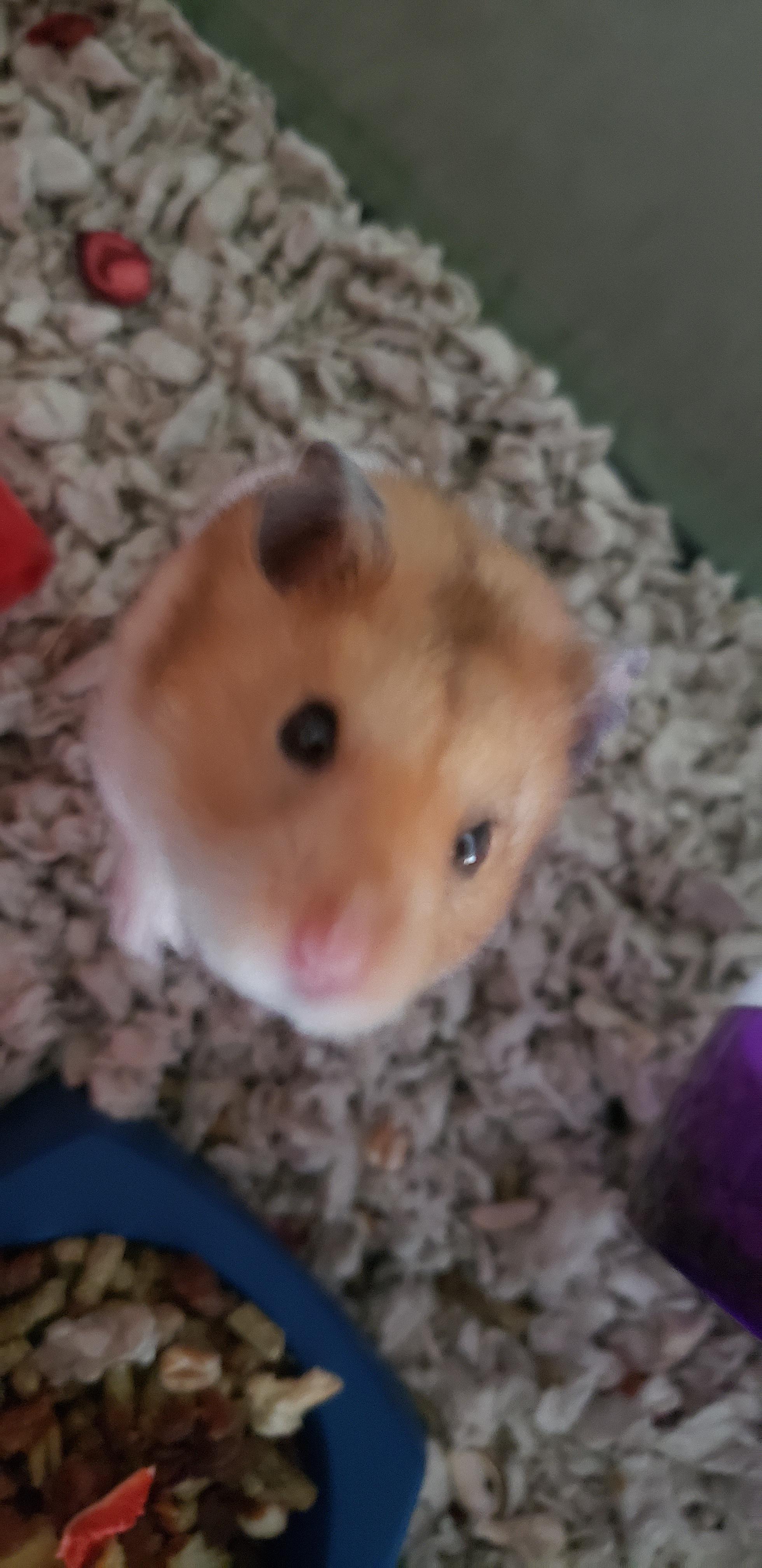 This is Honey. Trying to take pictures of him is miserable. Granted