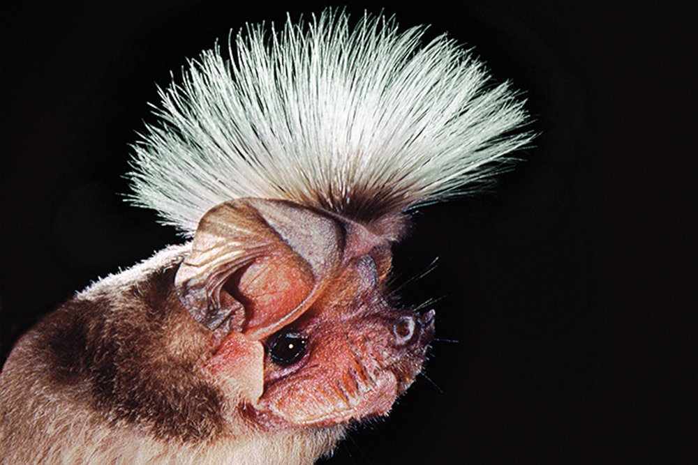 The male Chapin's Freetailed Bat has an elaborate Mohawk. During