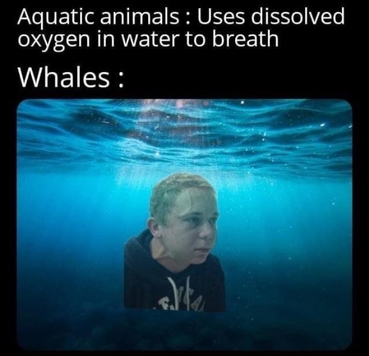 Whales can't breathe underwater r/memexplain