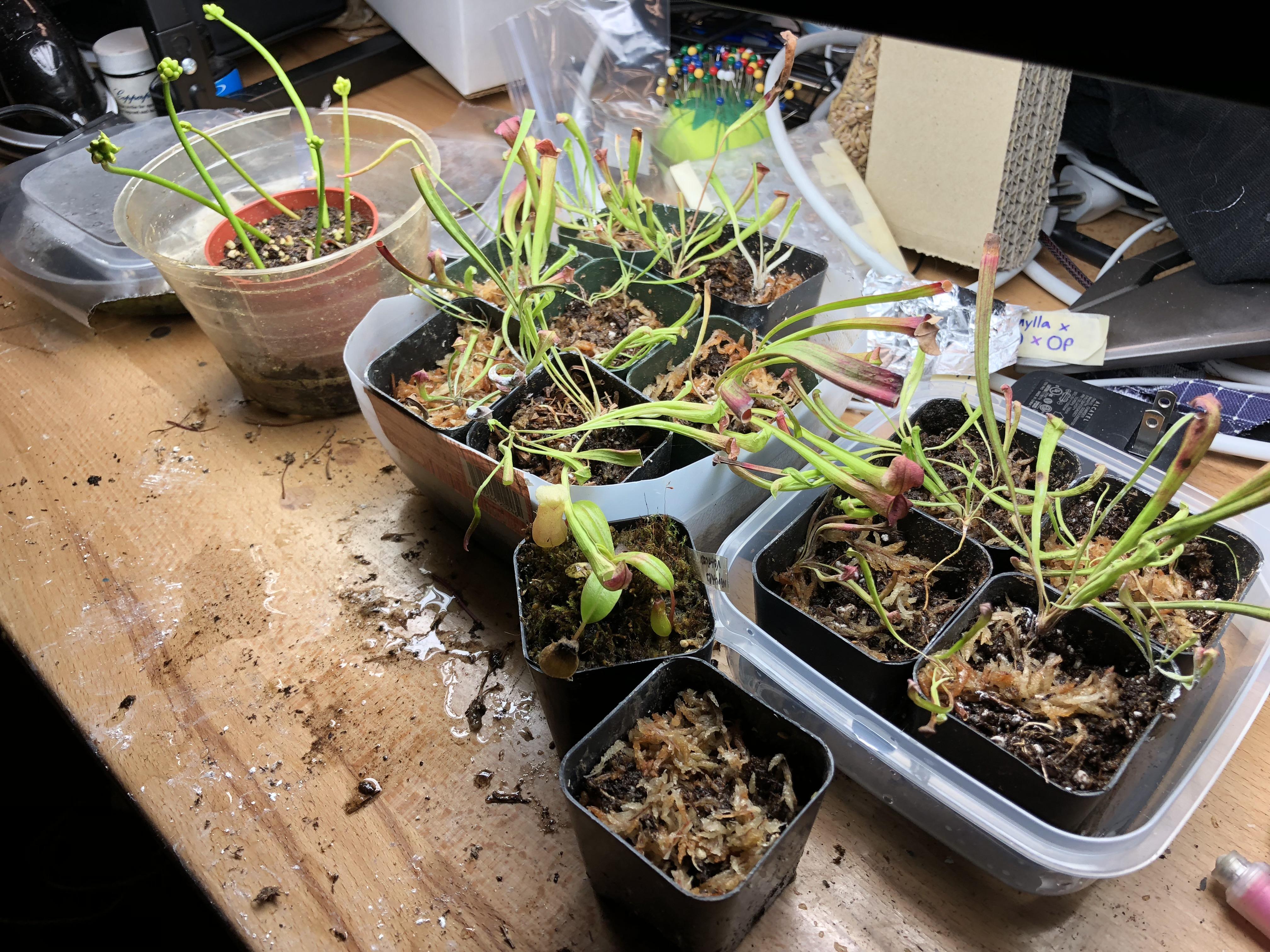 Sarracenia cuttings under grow lights SavageGarden