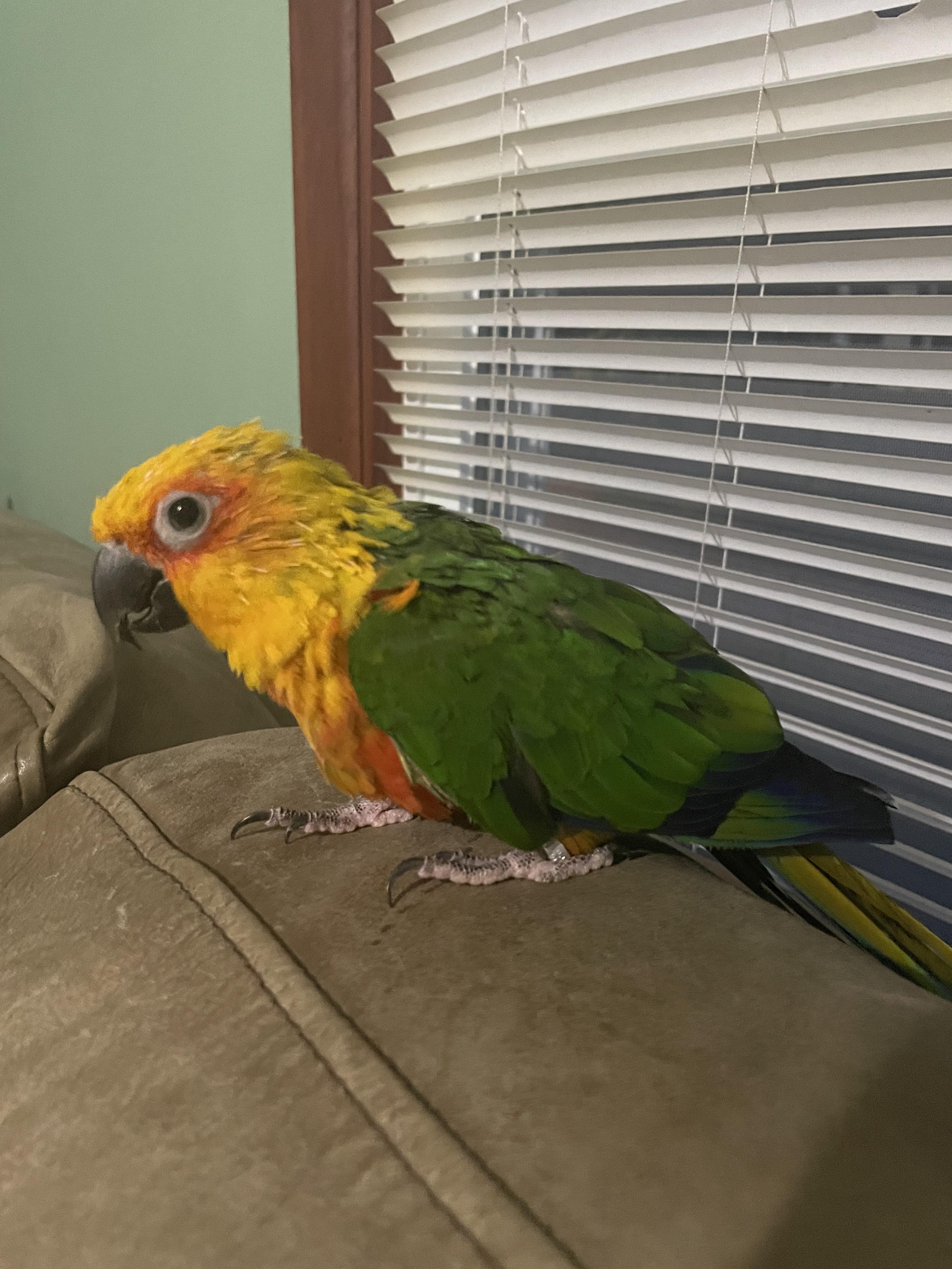 My name is Lucy. Today, I tried to feed my human’s armpit with my own