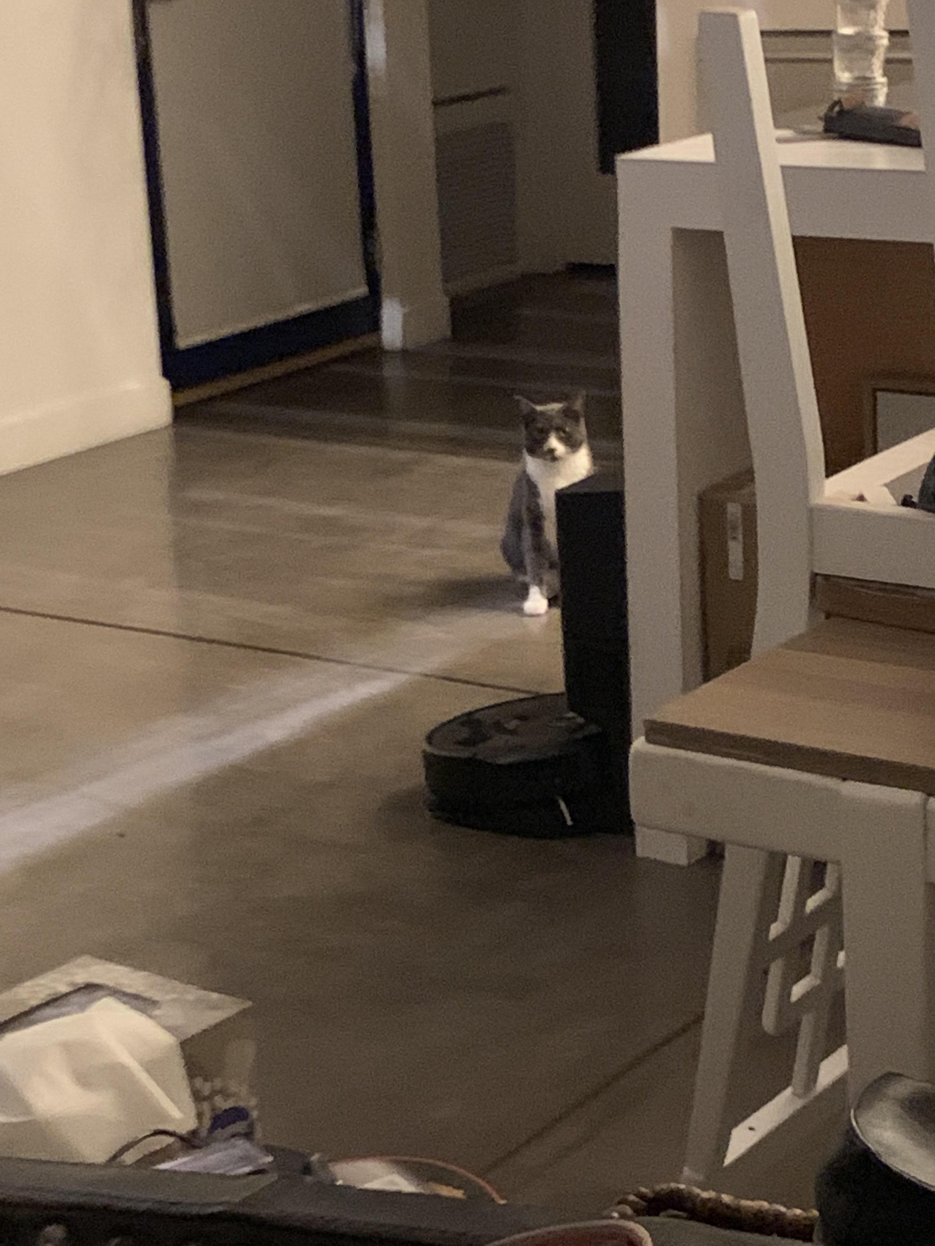 Recently got a Roomba.. r/cats