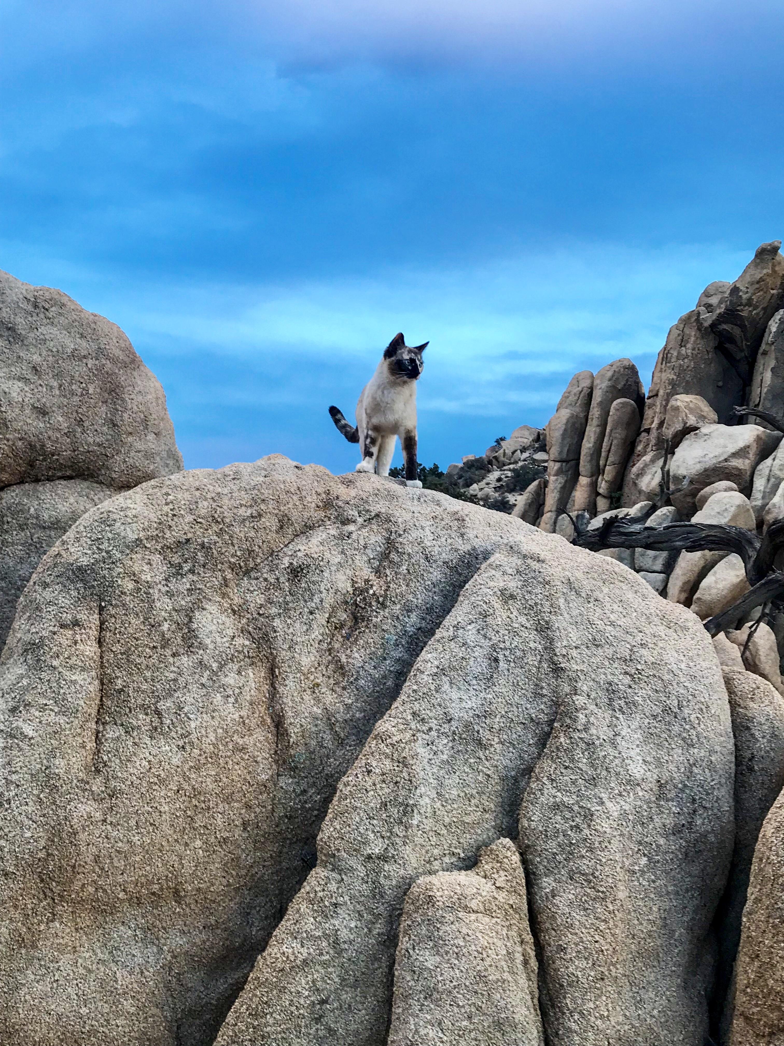 Our Joshua Tree Air BnB came with its very own resident adventure cat. She slept between us at