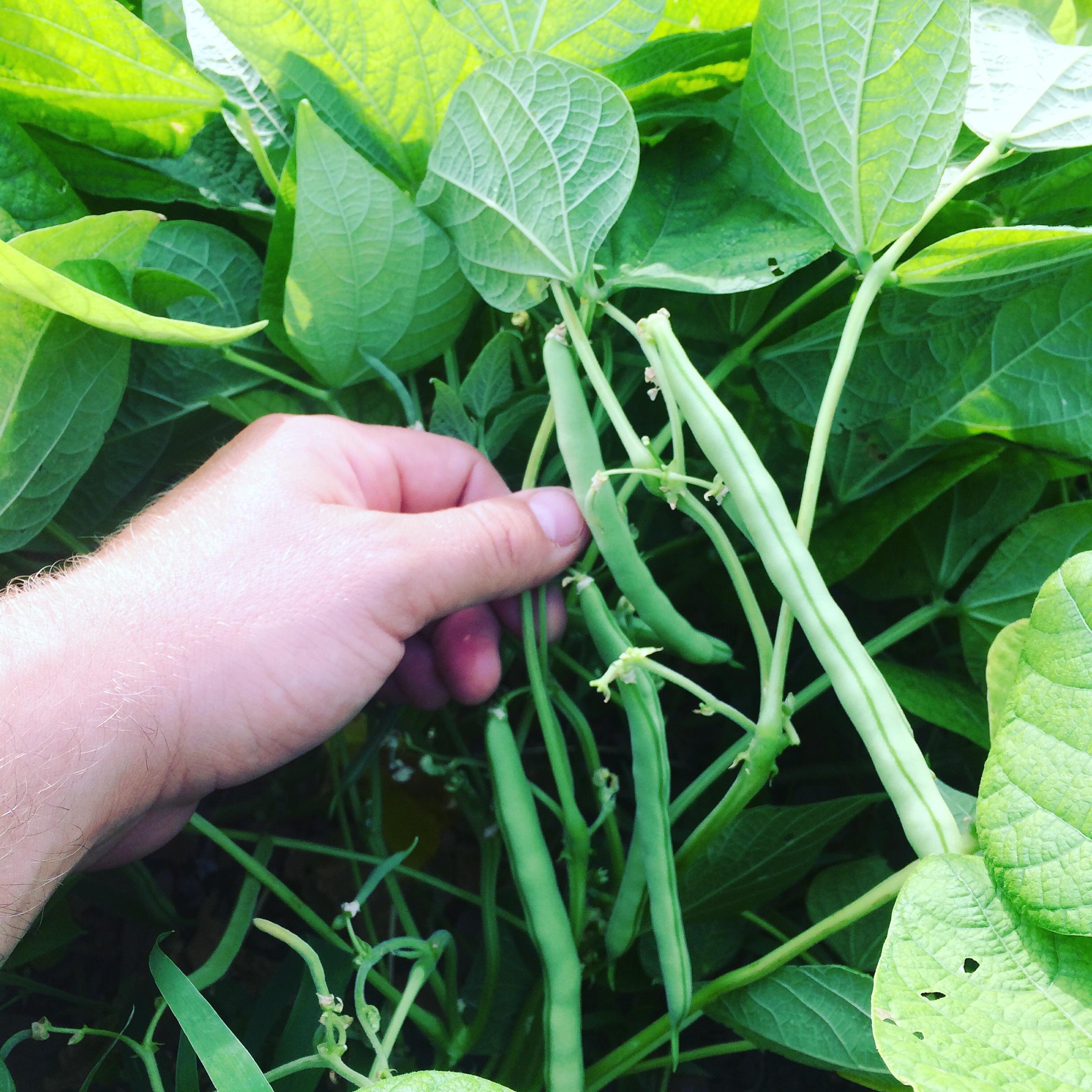 Green beans! r/gardening