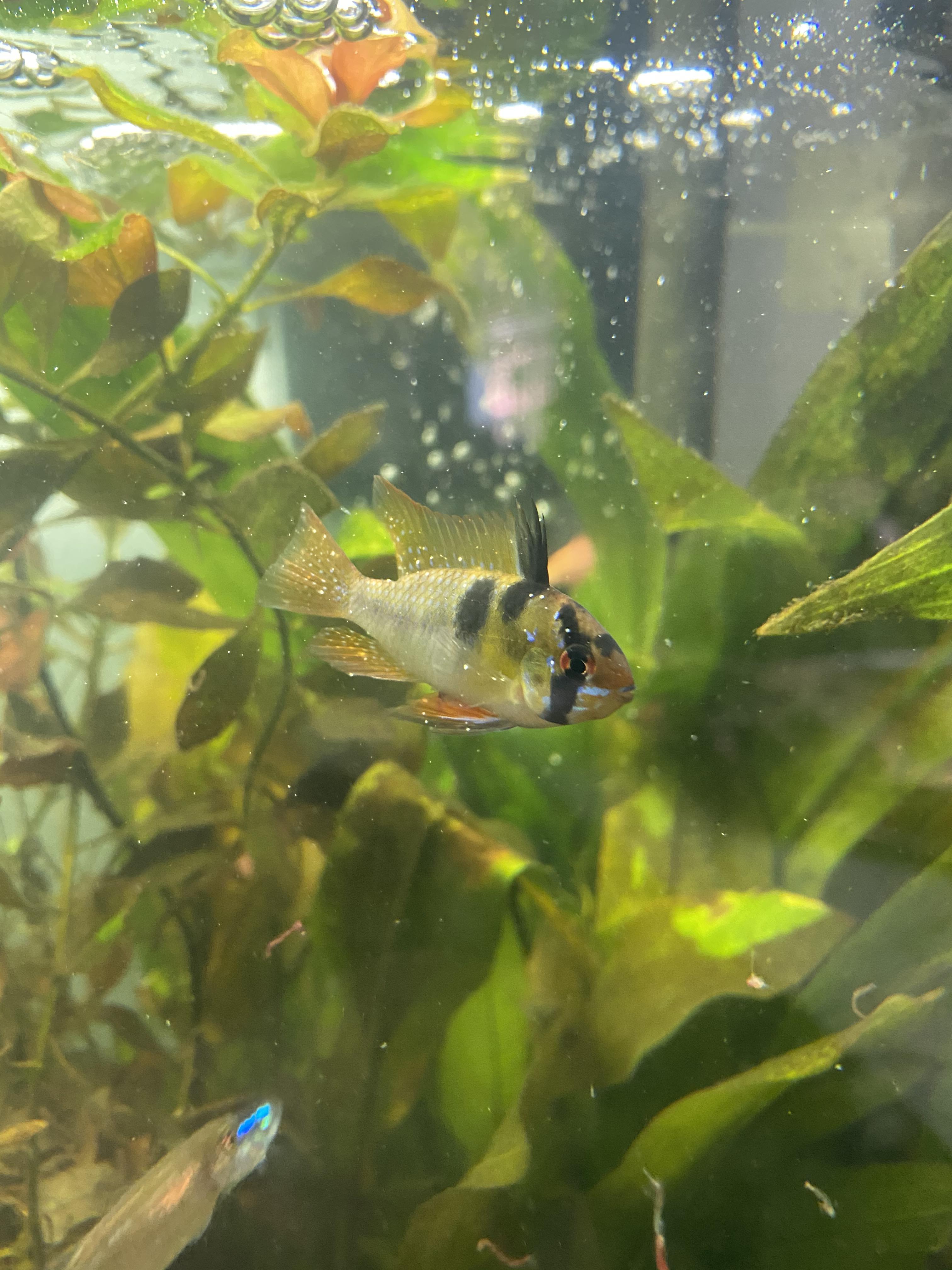 Are these white dots an infection of some kind? Just showed up this