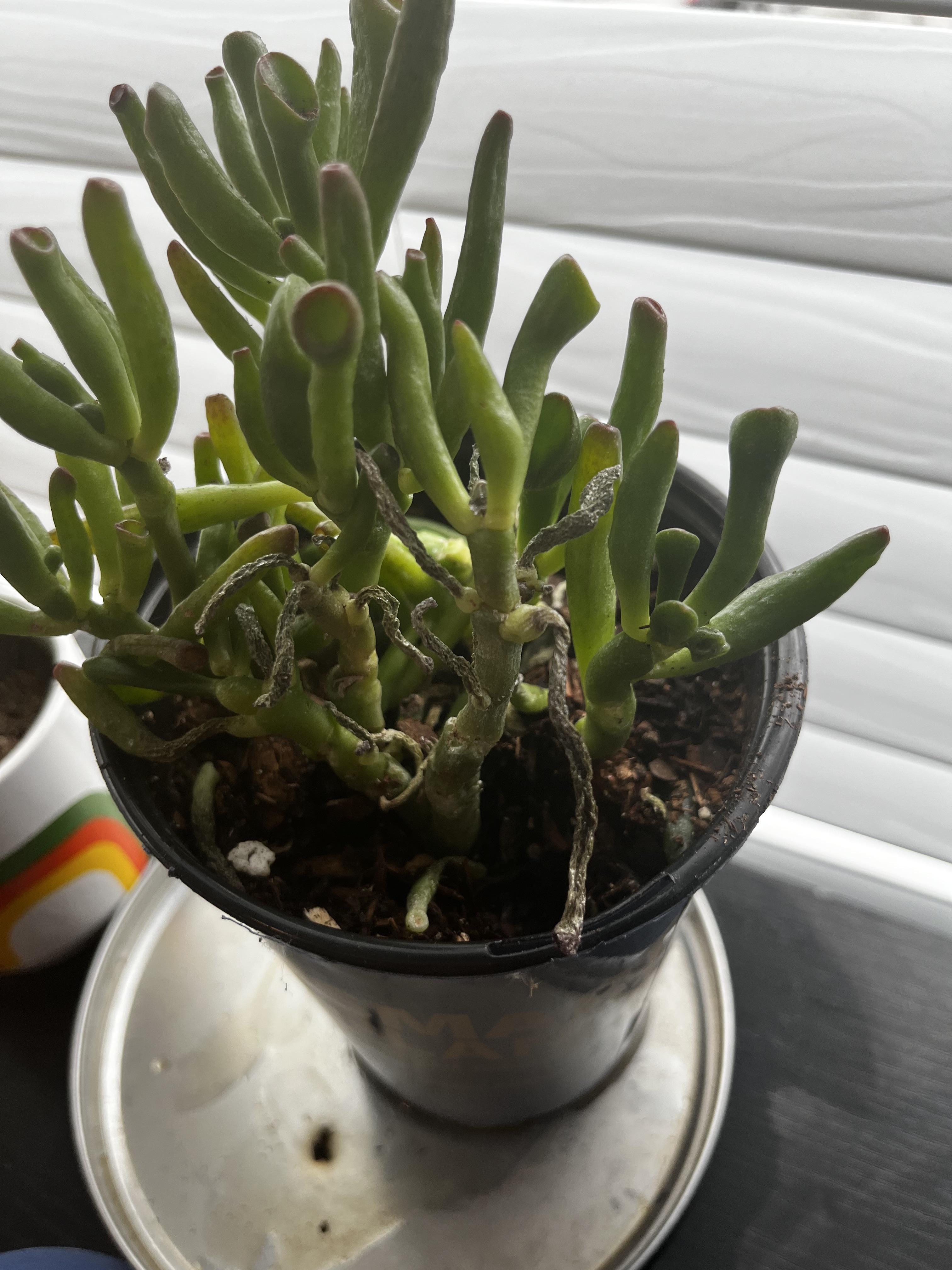Gollum Jade repotted 2 weeks ago, now shriveled and brittle in some