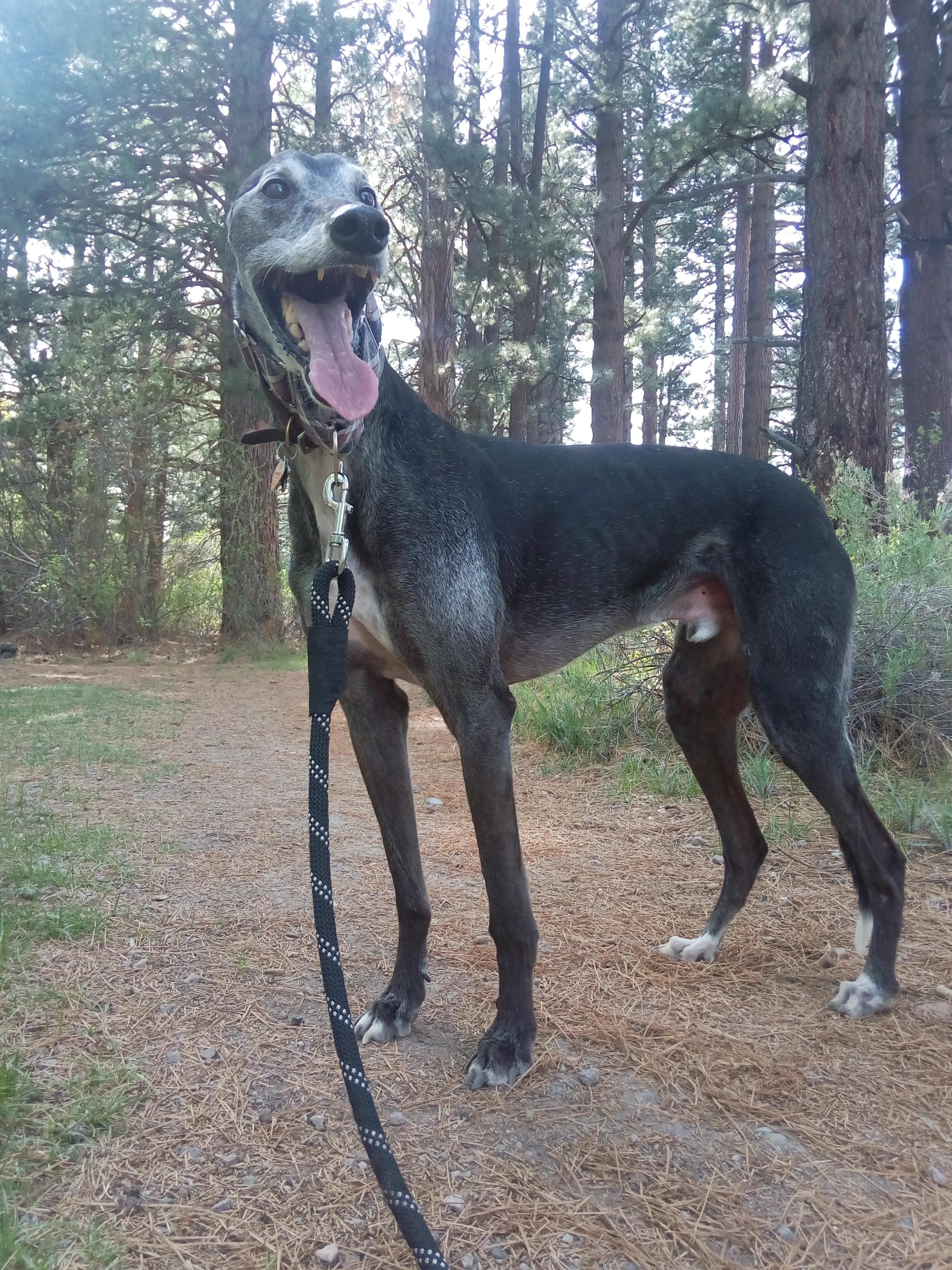 11+ year old Enzo, happy on a hike in Tahoe today! My sugardusted man conquered the trail like